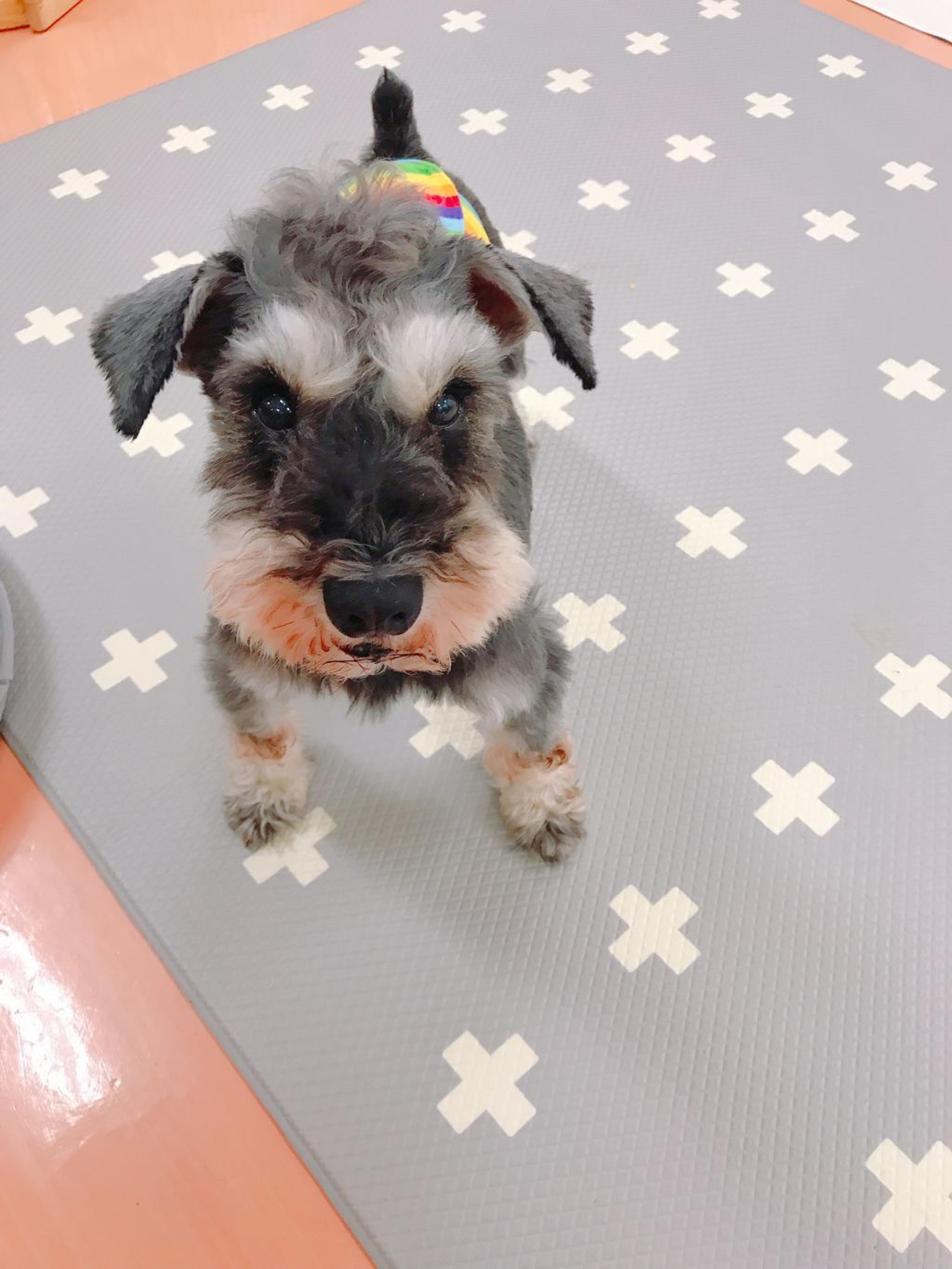 pet-image-3