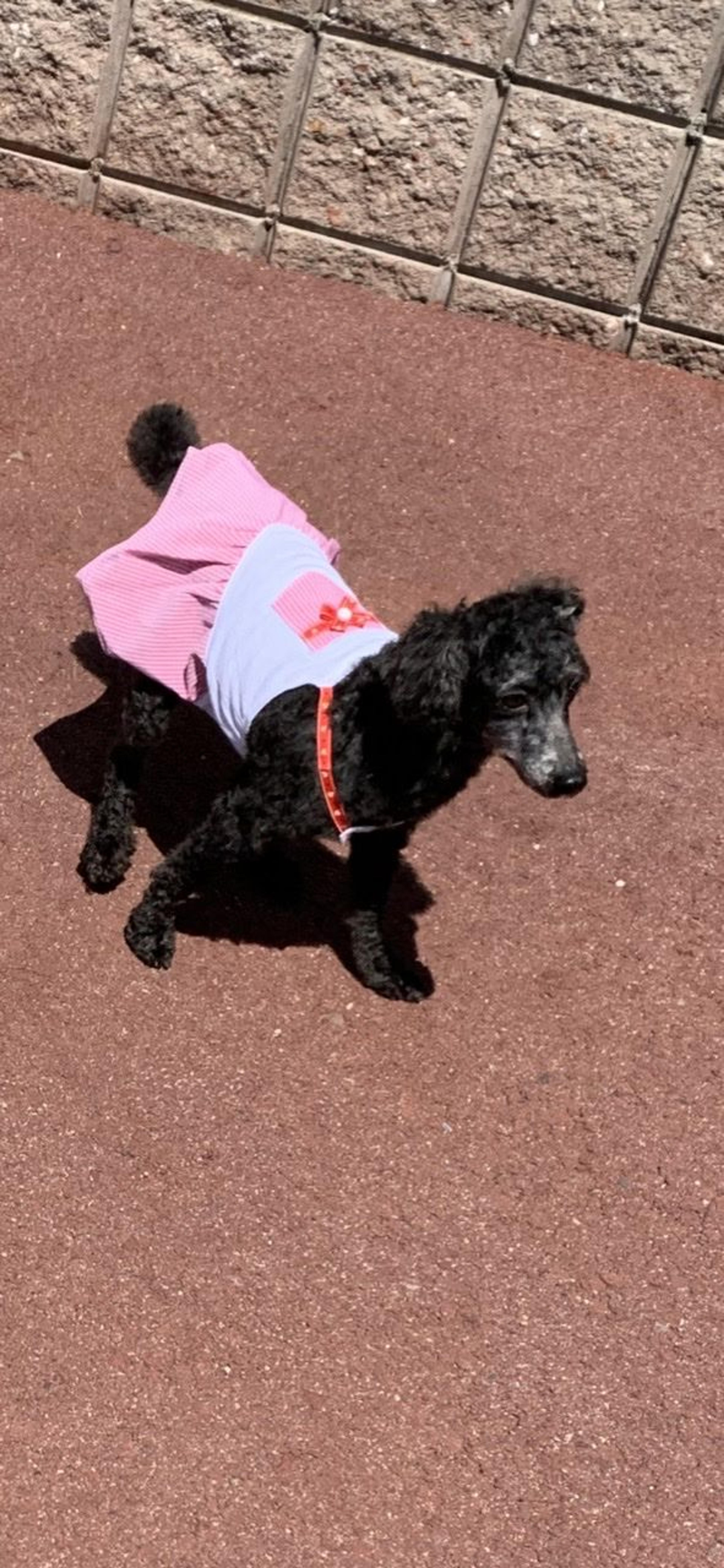 pet-image-2