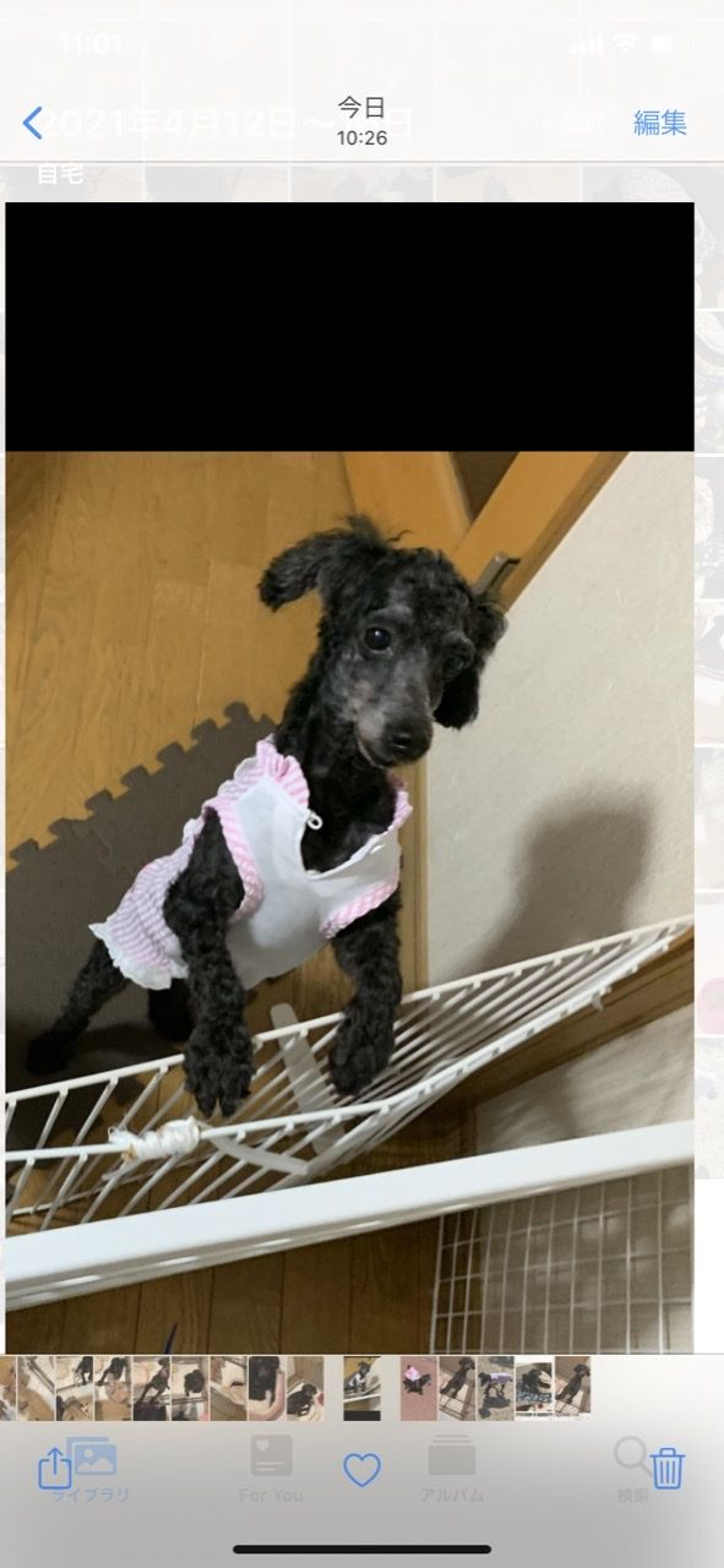 pet-image-5
