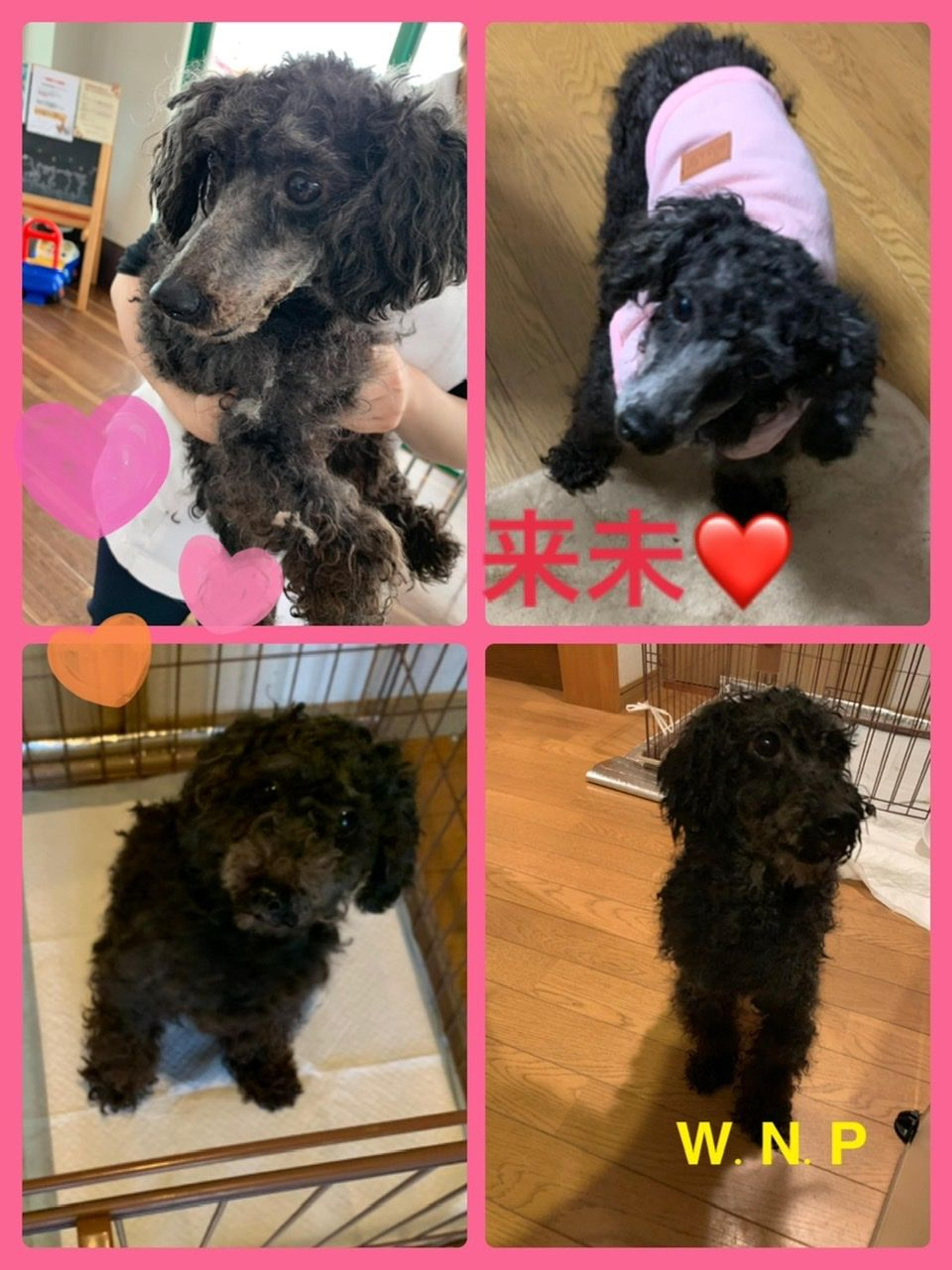pet-image-7