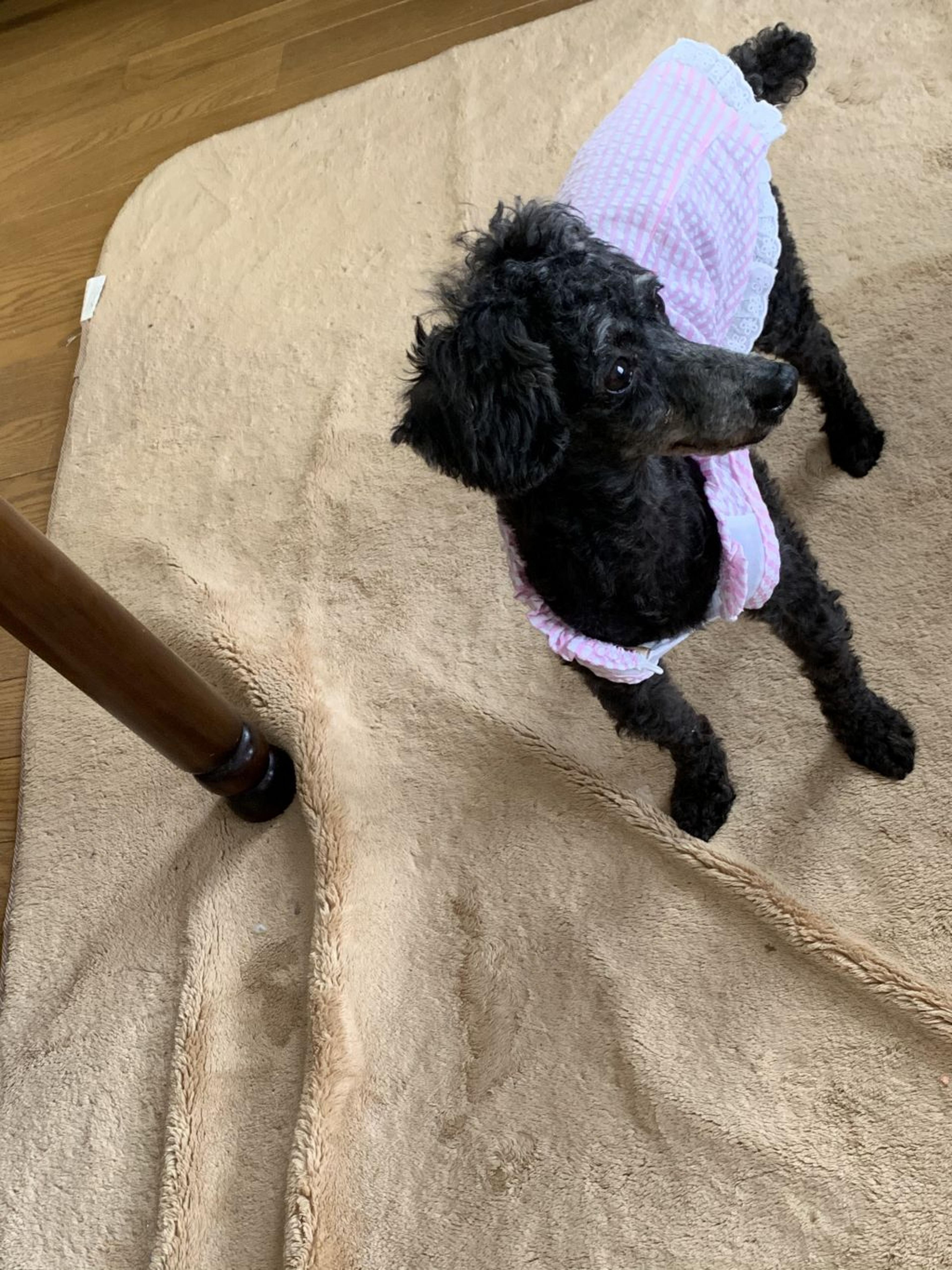 pet-image-8