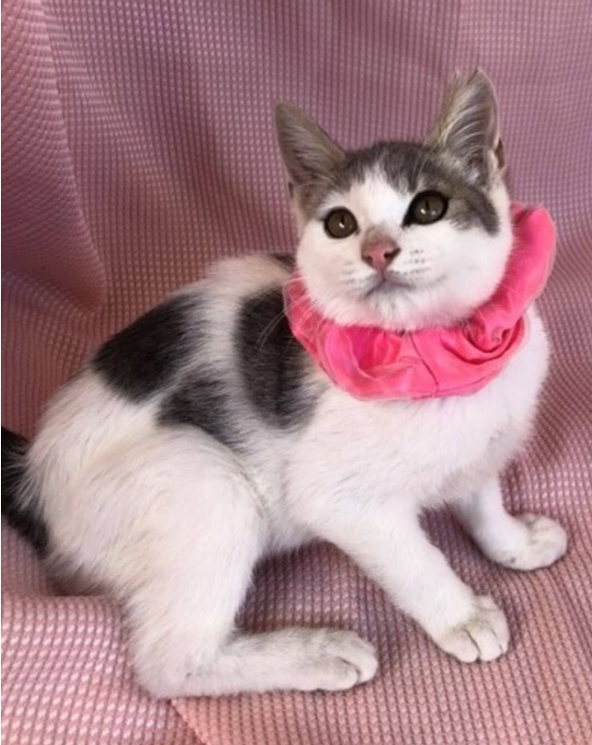 雑種（ミックス猫）・メスの里親募集の写真