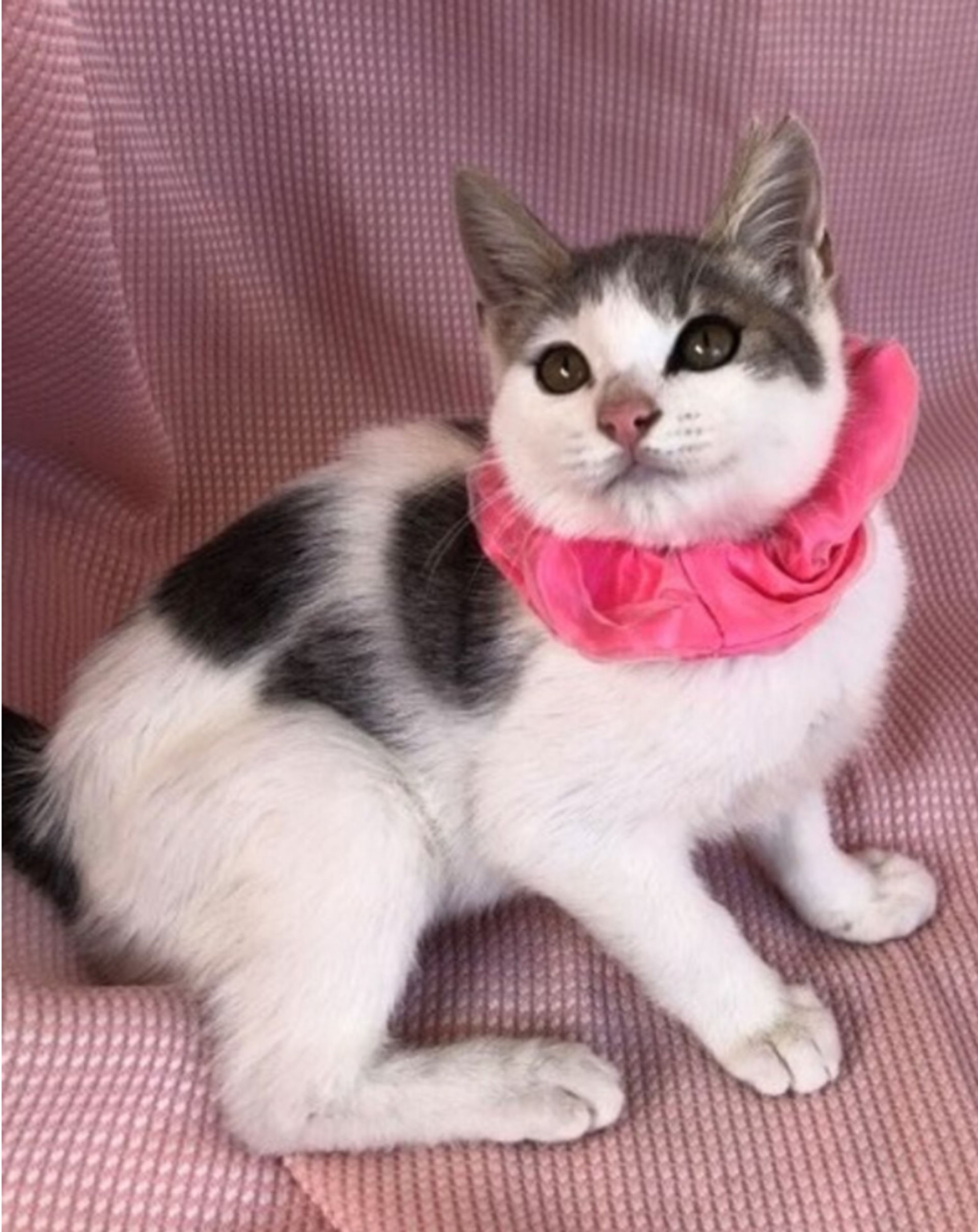 雑種（ミックス猫）・メスの里親募集の写真