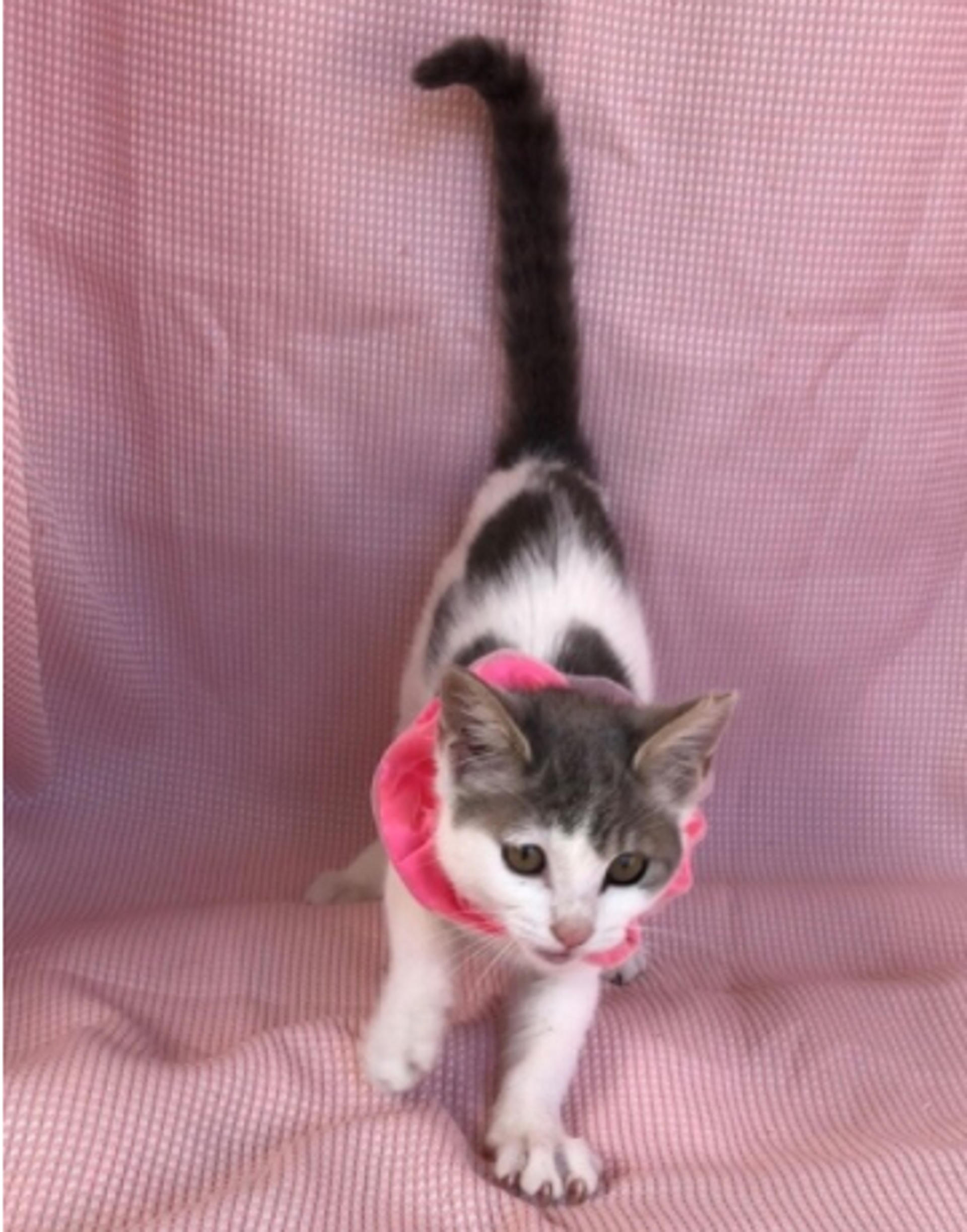 pet-image-3