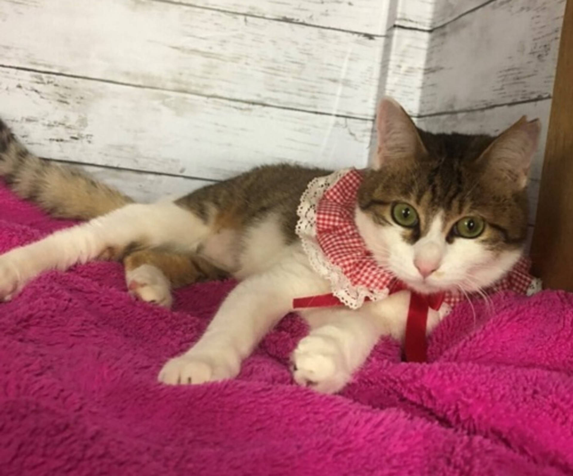 雑種（ミックス猫）・メスの里親募集の写真