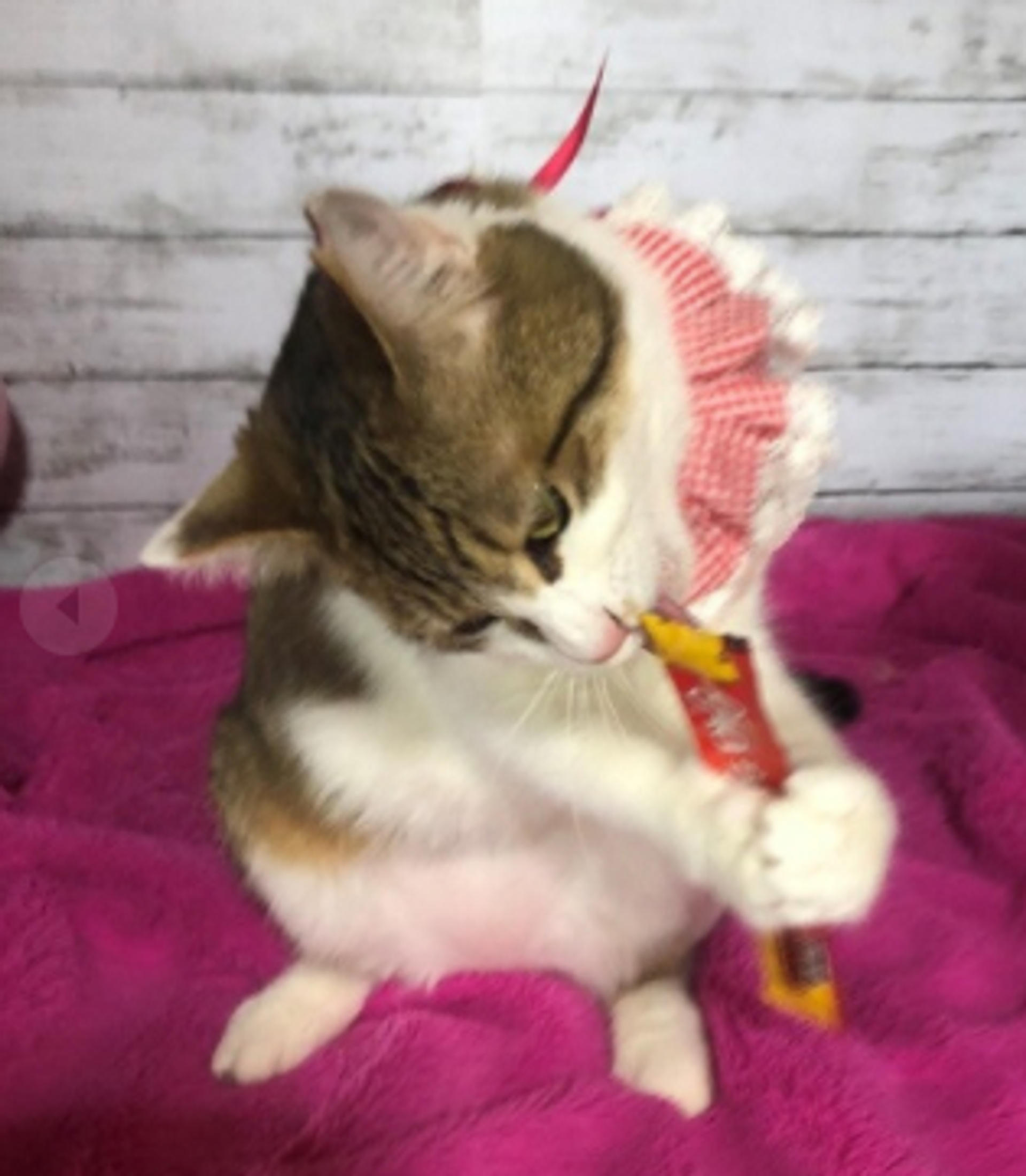 pet-image-3