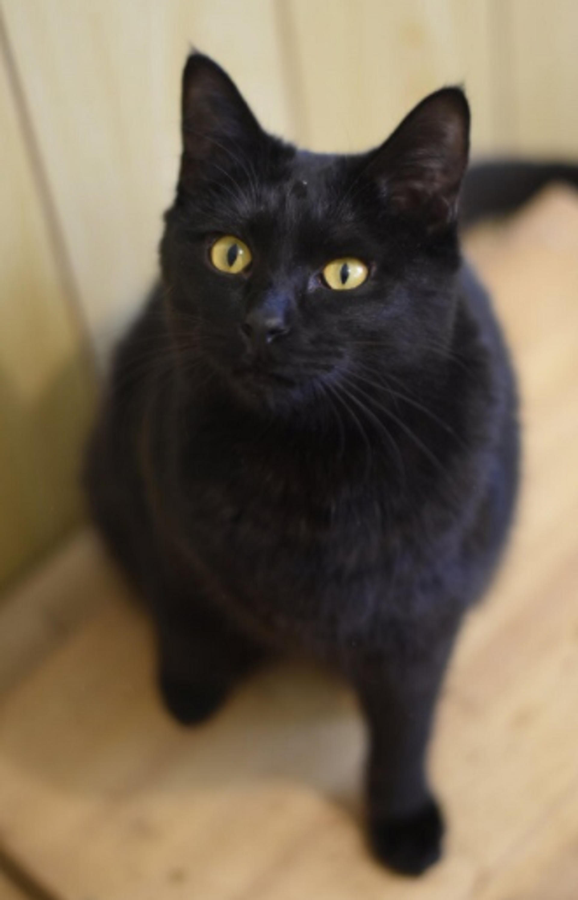 pet-image-2