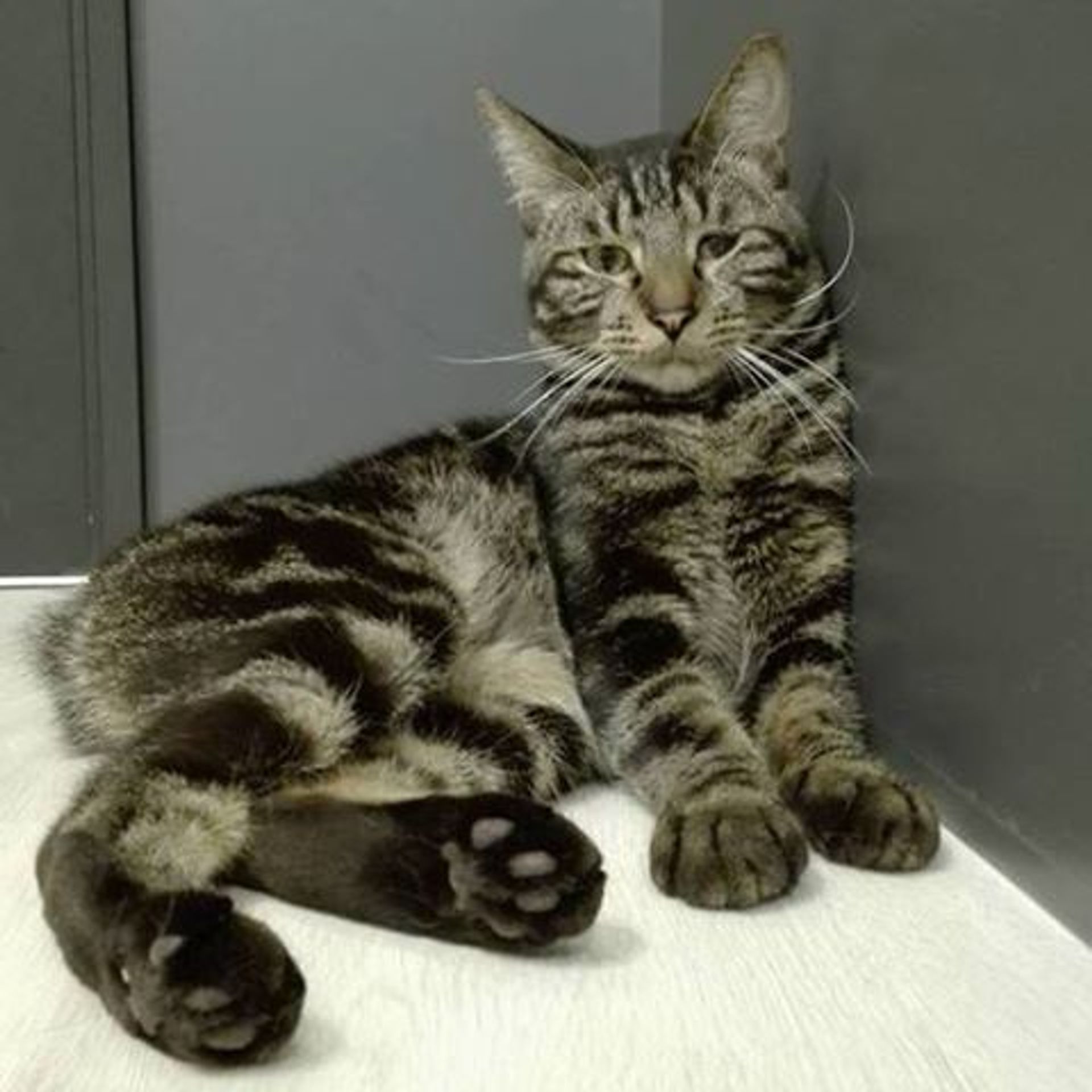 雑種（ミックス猫）・オスの里親募集の写真