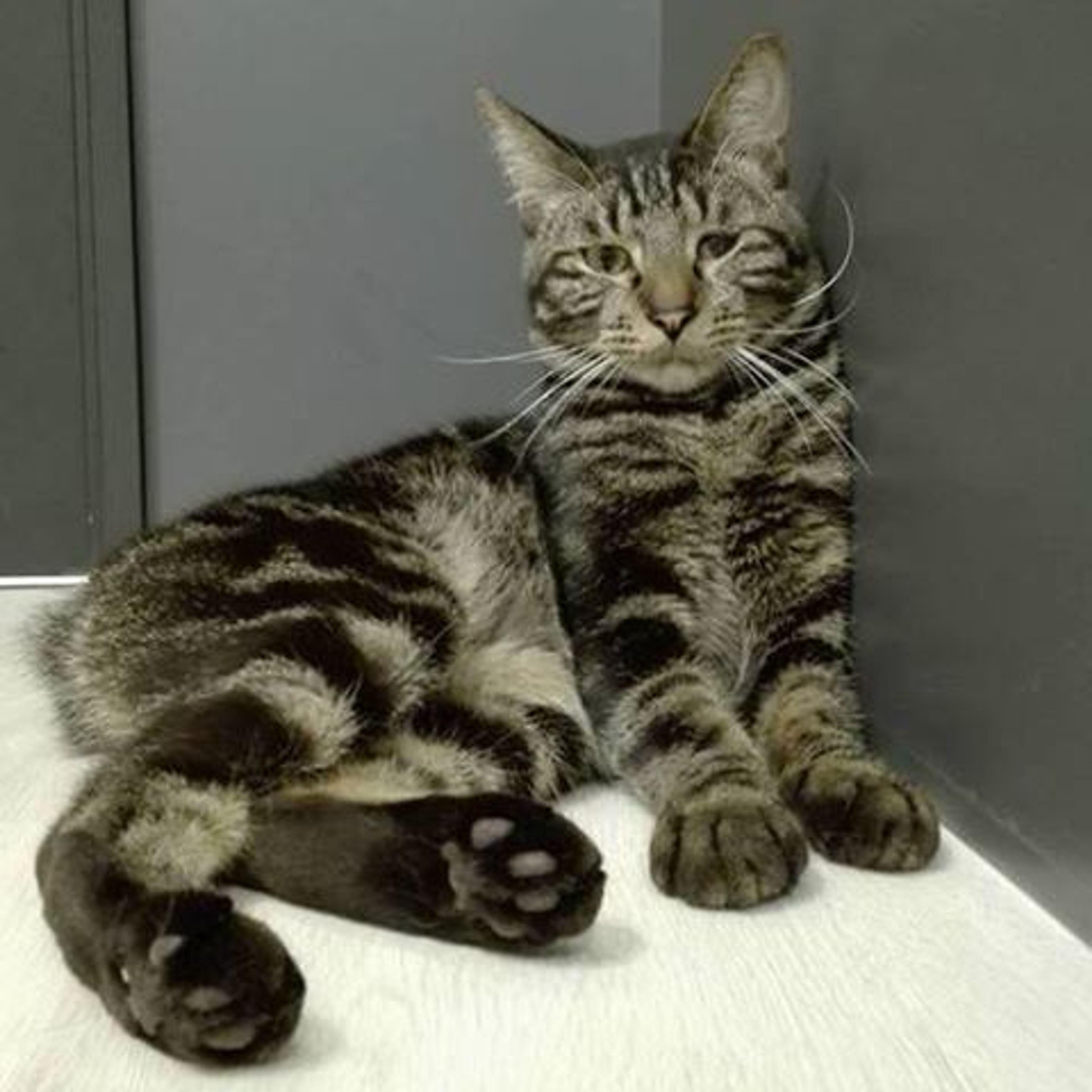雑種（ミックス猫）・オスの里親募集の写真