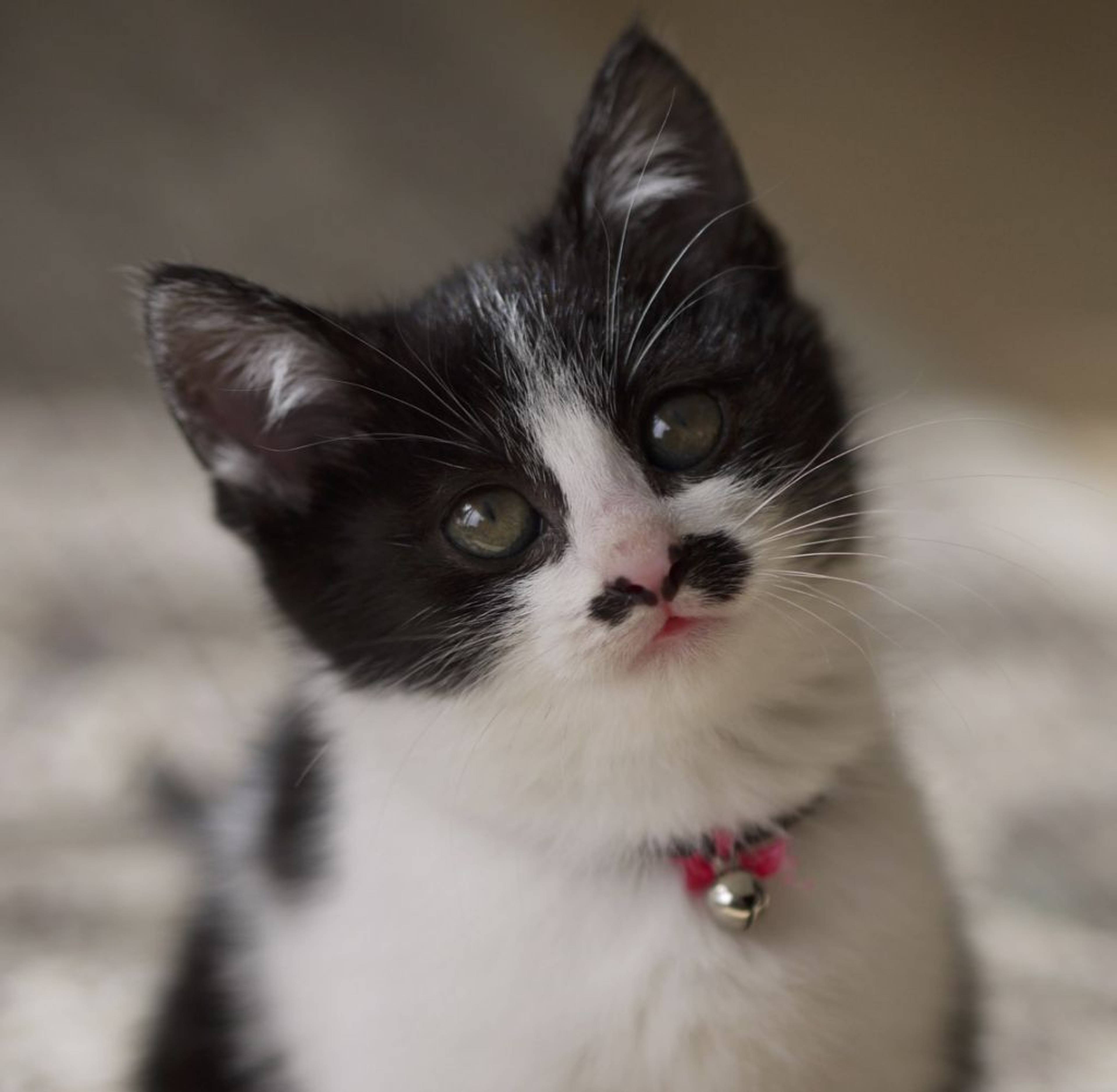 雑種（ミックス猫）・メスの里親募集の写真