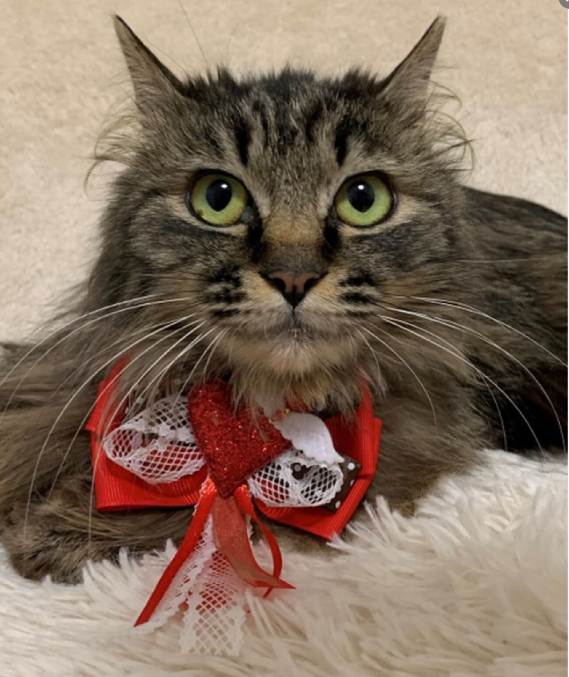 雑種（ミックス猫）・メスの里親募集の写真