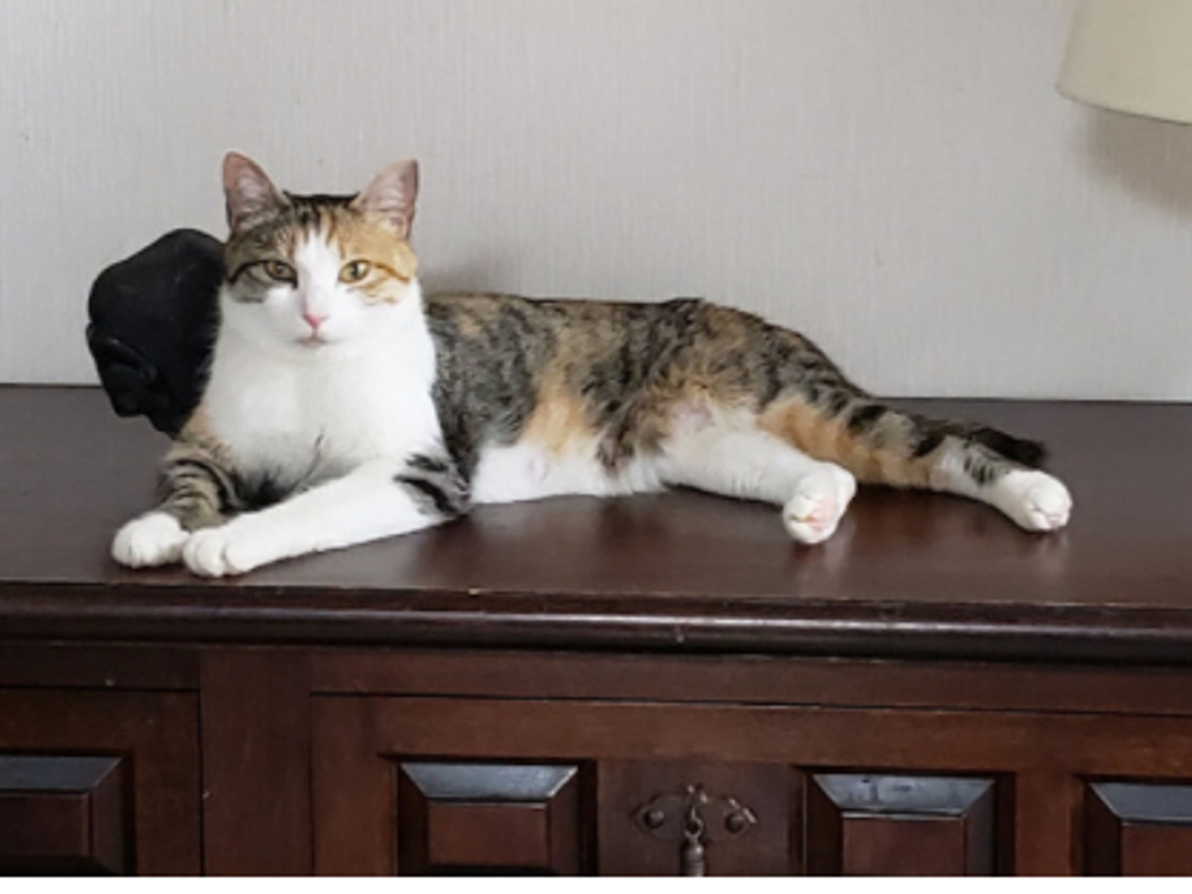 pet-image-2