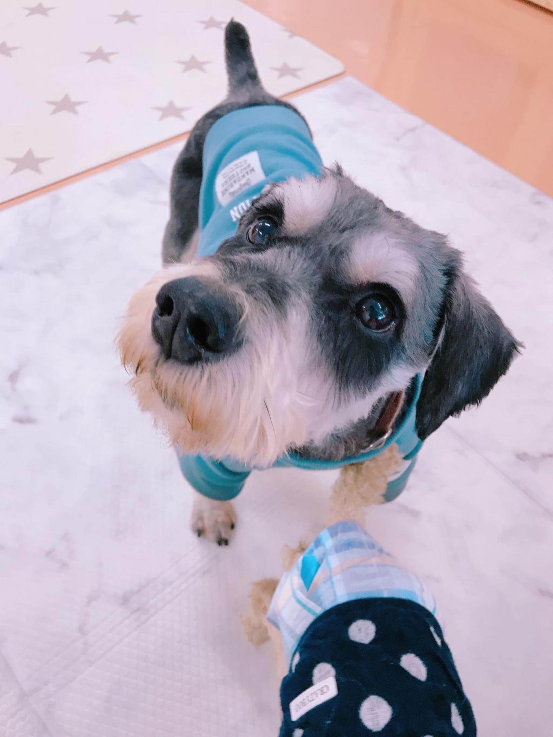 pet-image-2