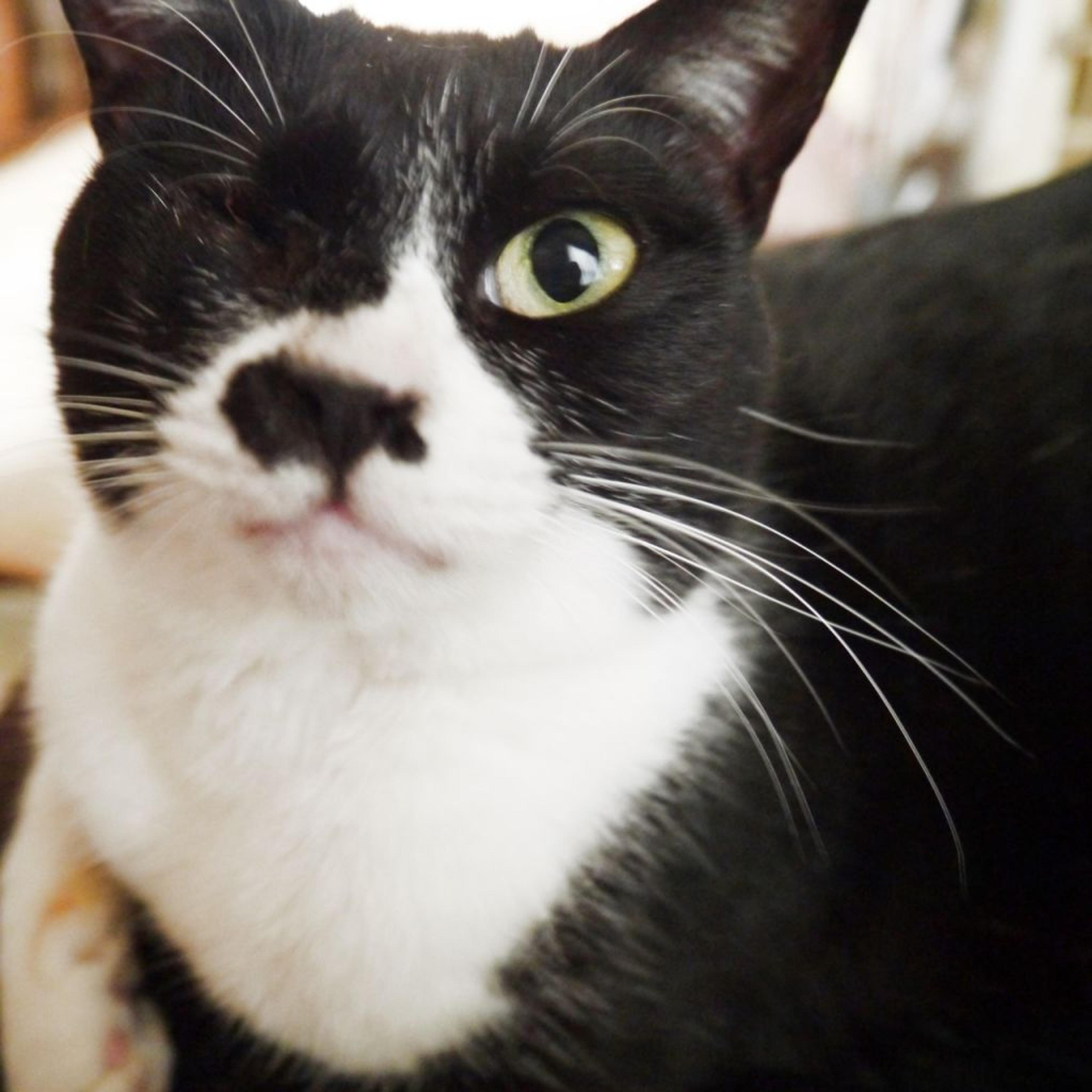 pet-image-4