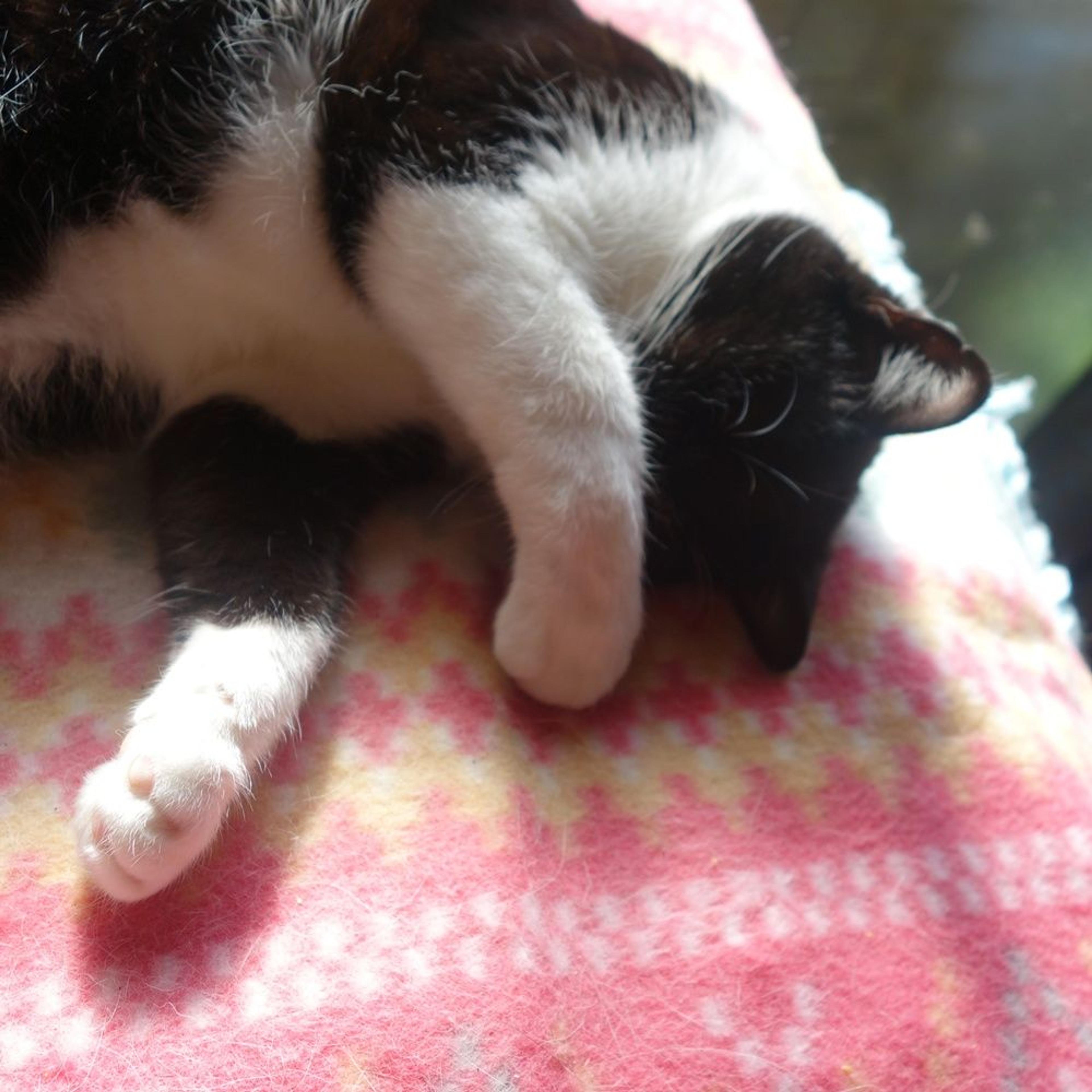 pet-image-5