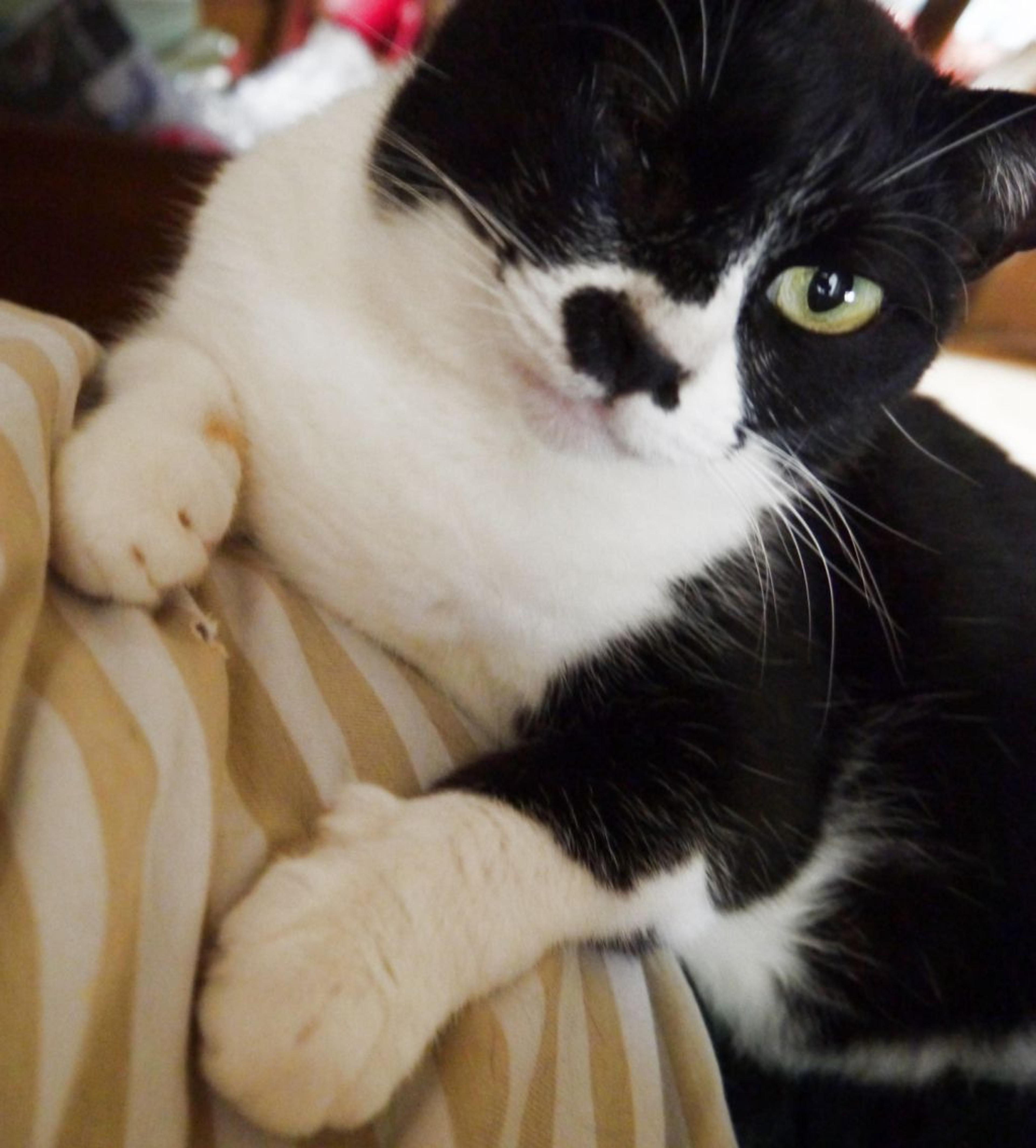 pet-image-6