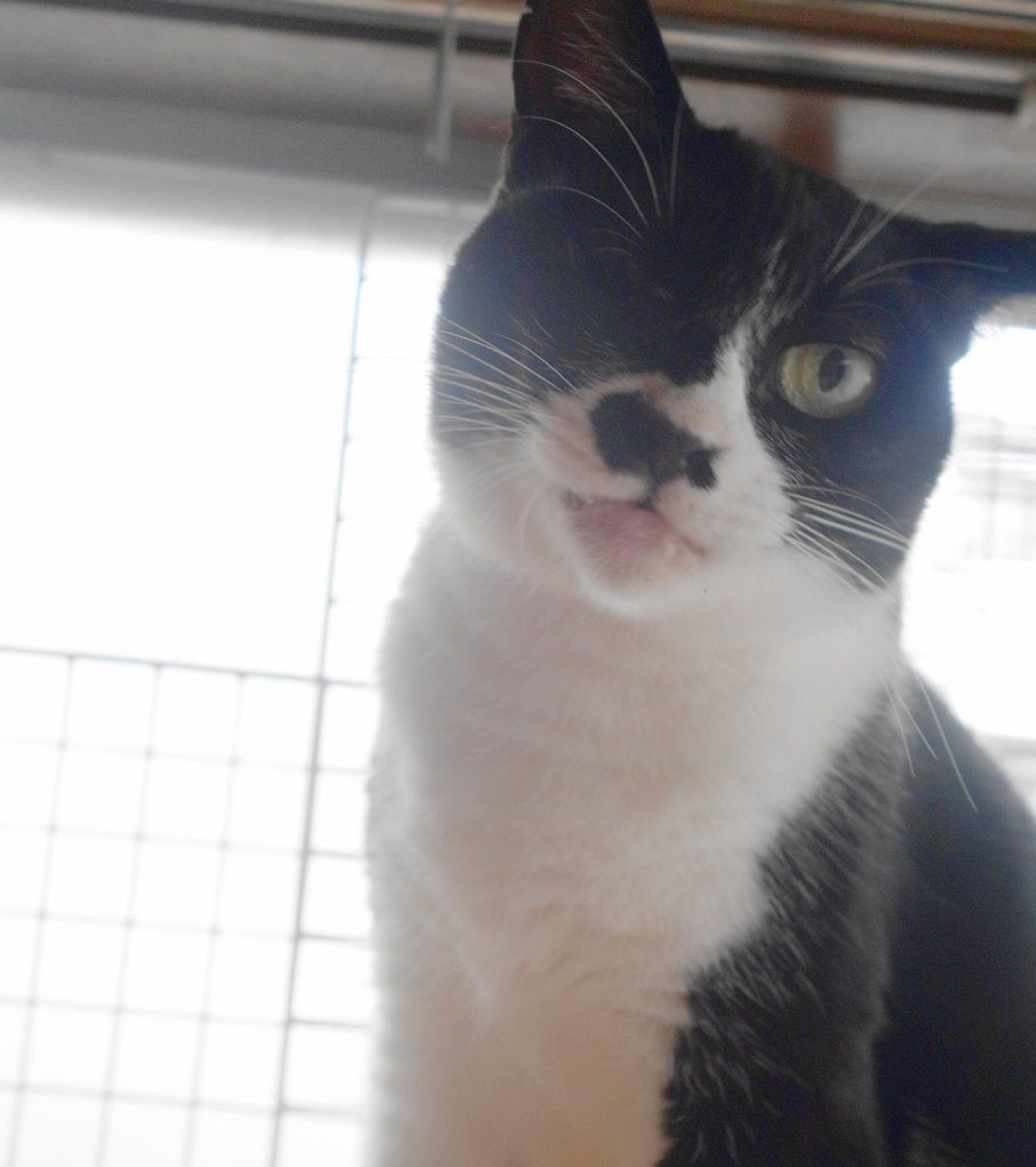 pet-image-7