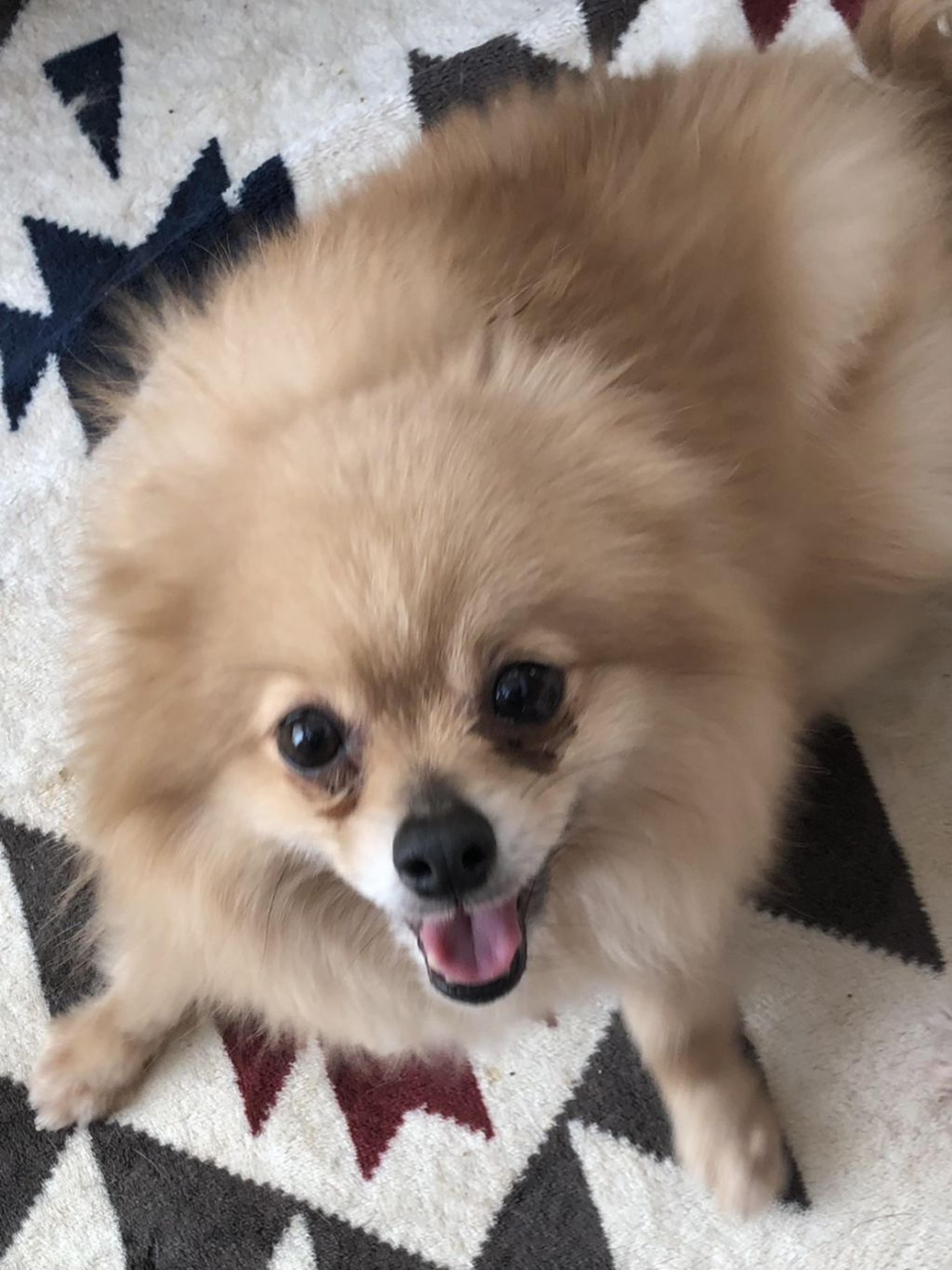 pet-image-2