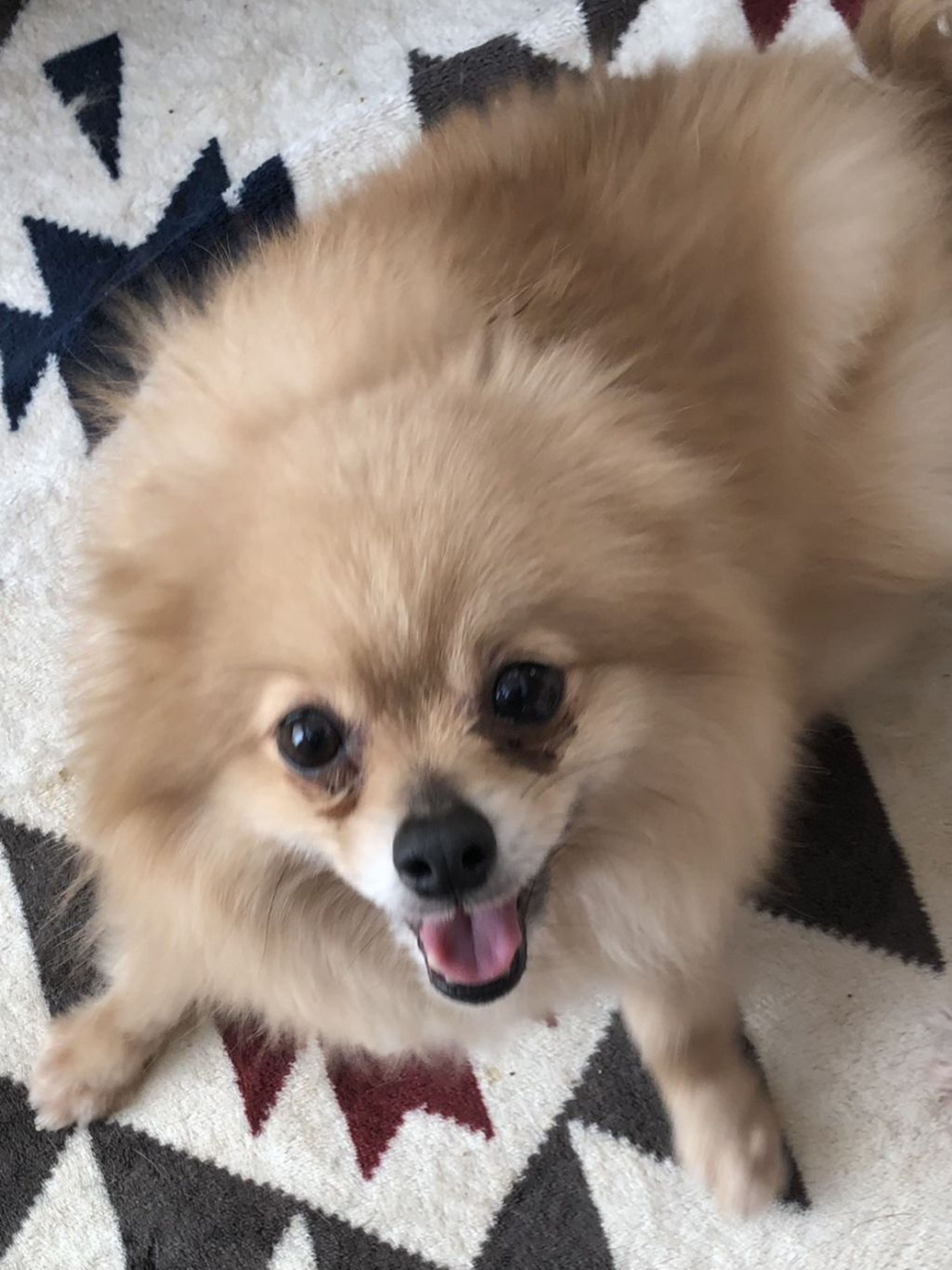pet-image-2