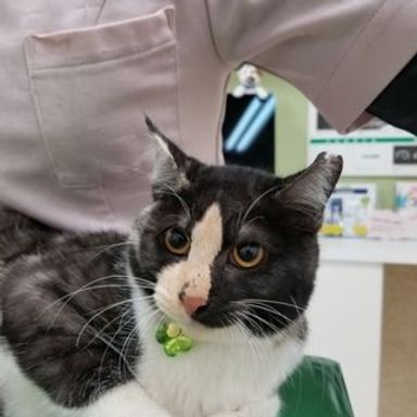 めんめんの写真