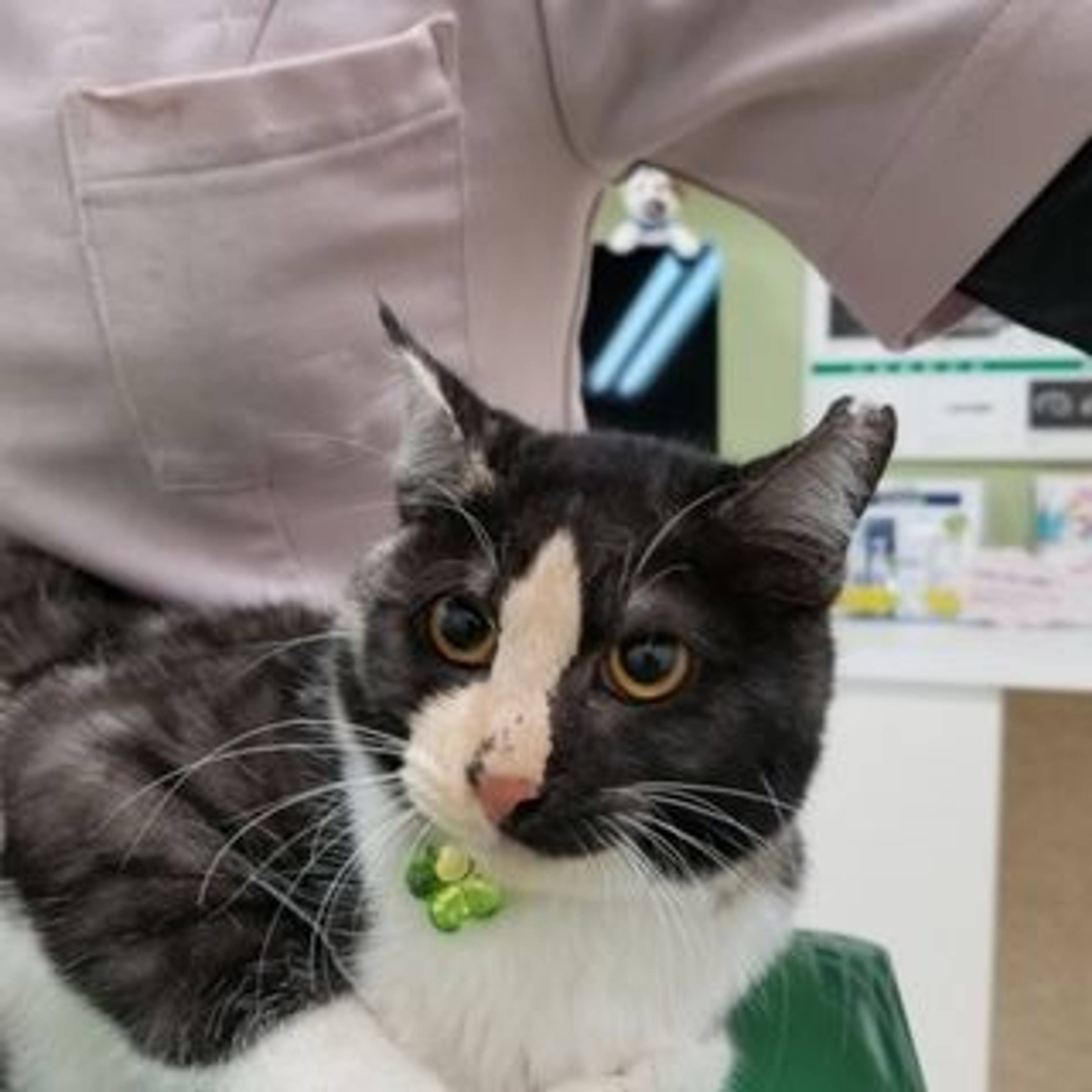 雑種（ミックス猫）・メスの里親募集の写真