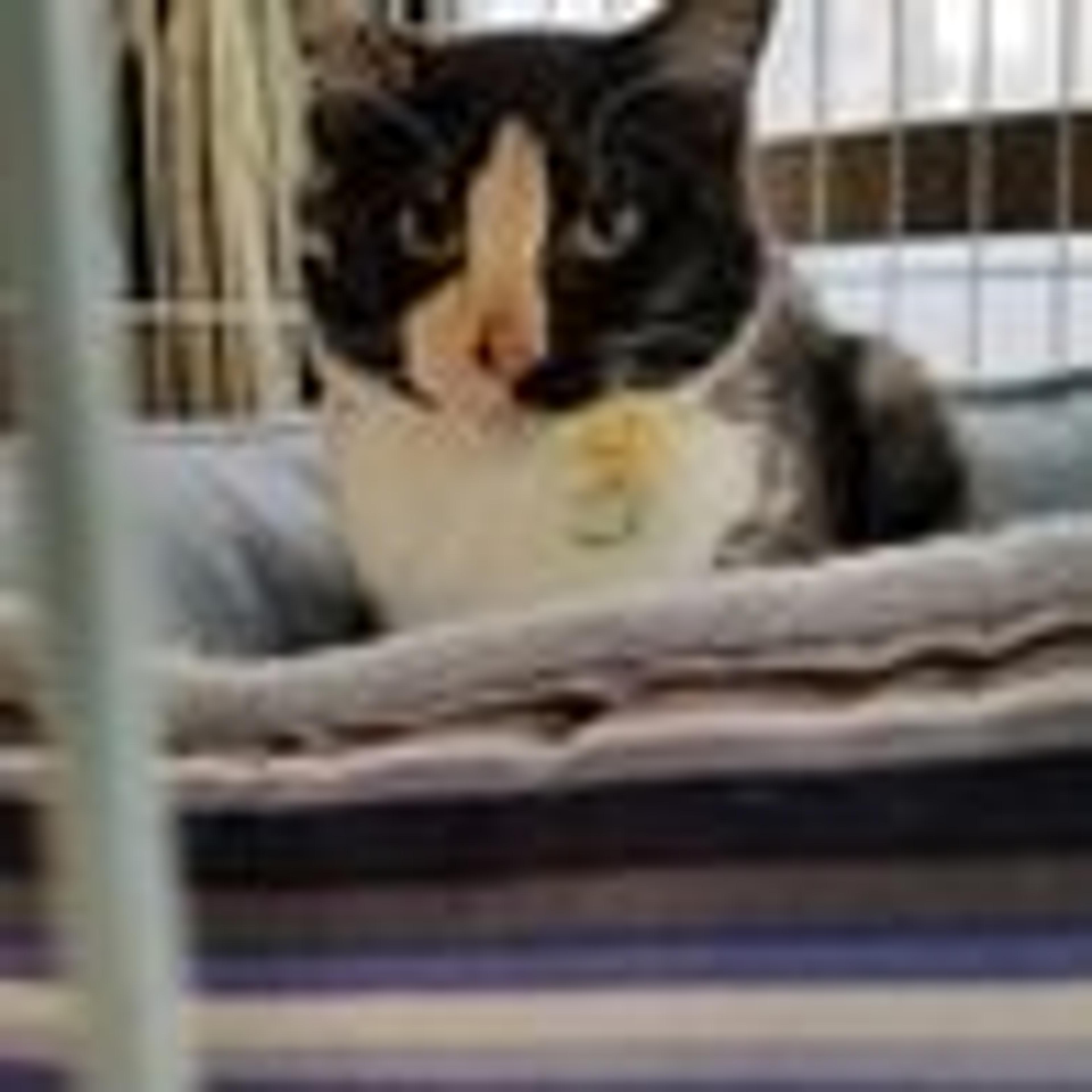 pet-image-3