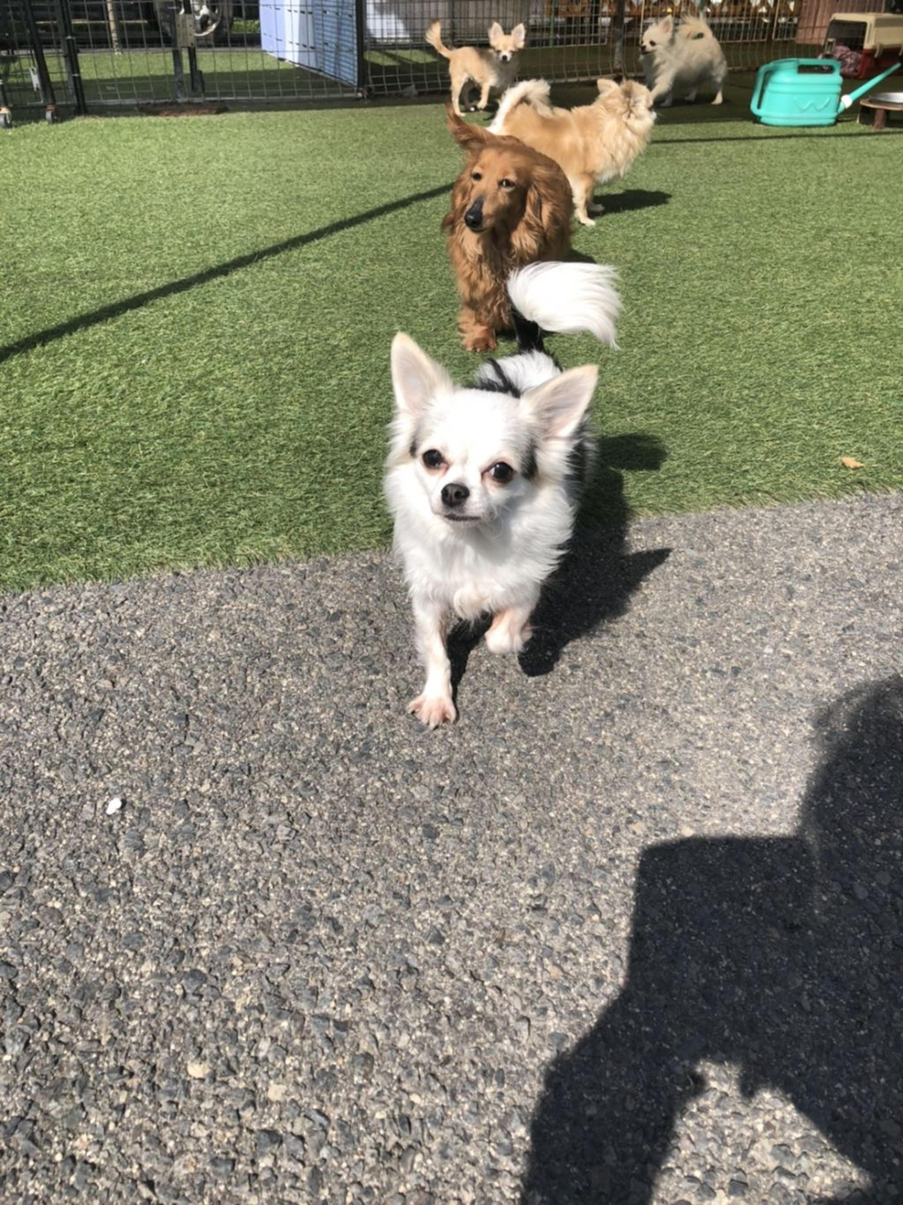 pet-image-2