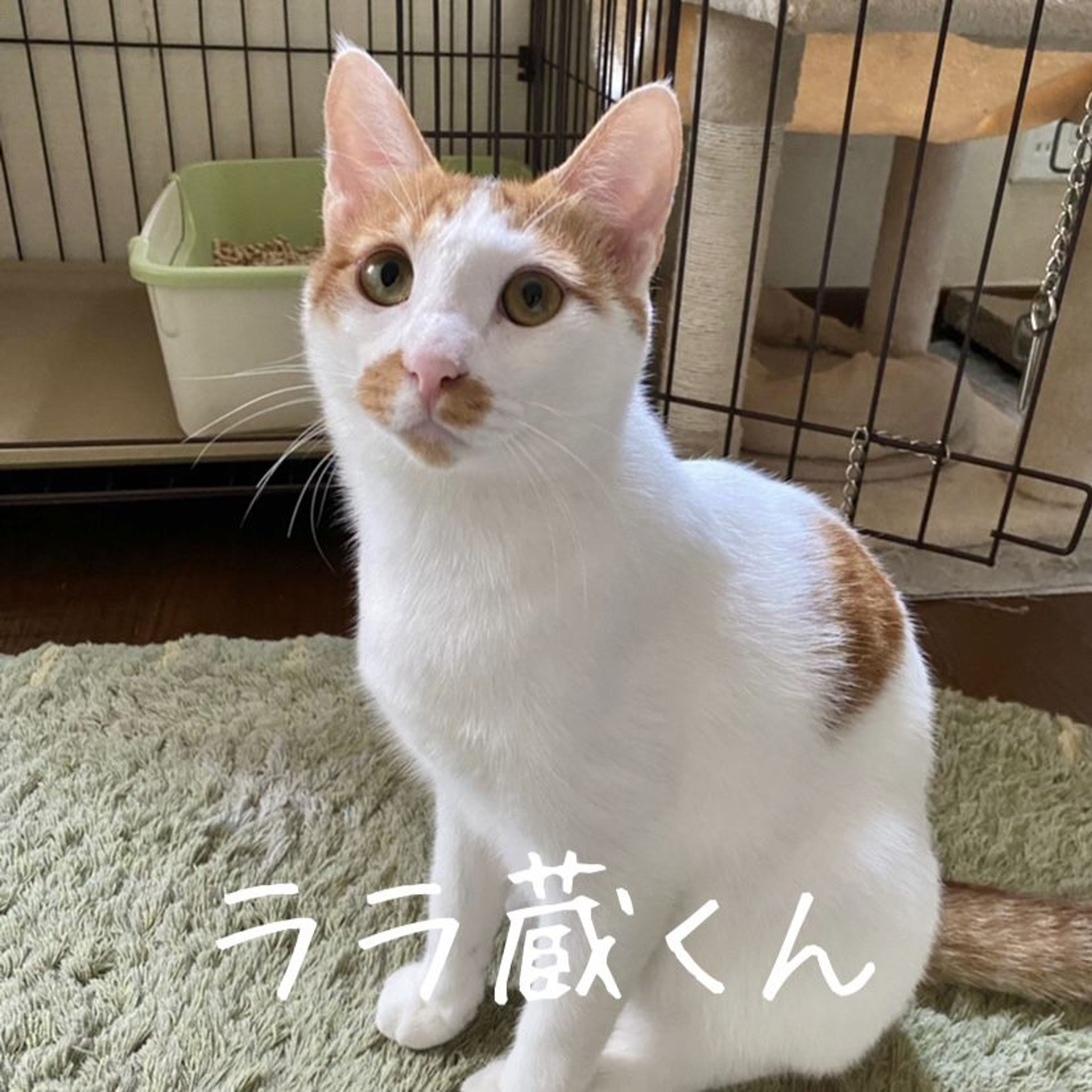 雑種（ミックス猫）・オスの里親募集の写真