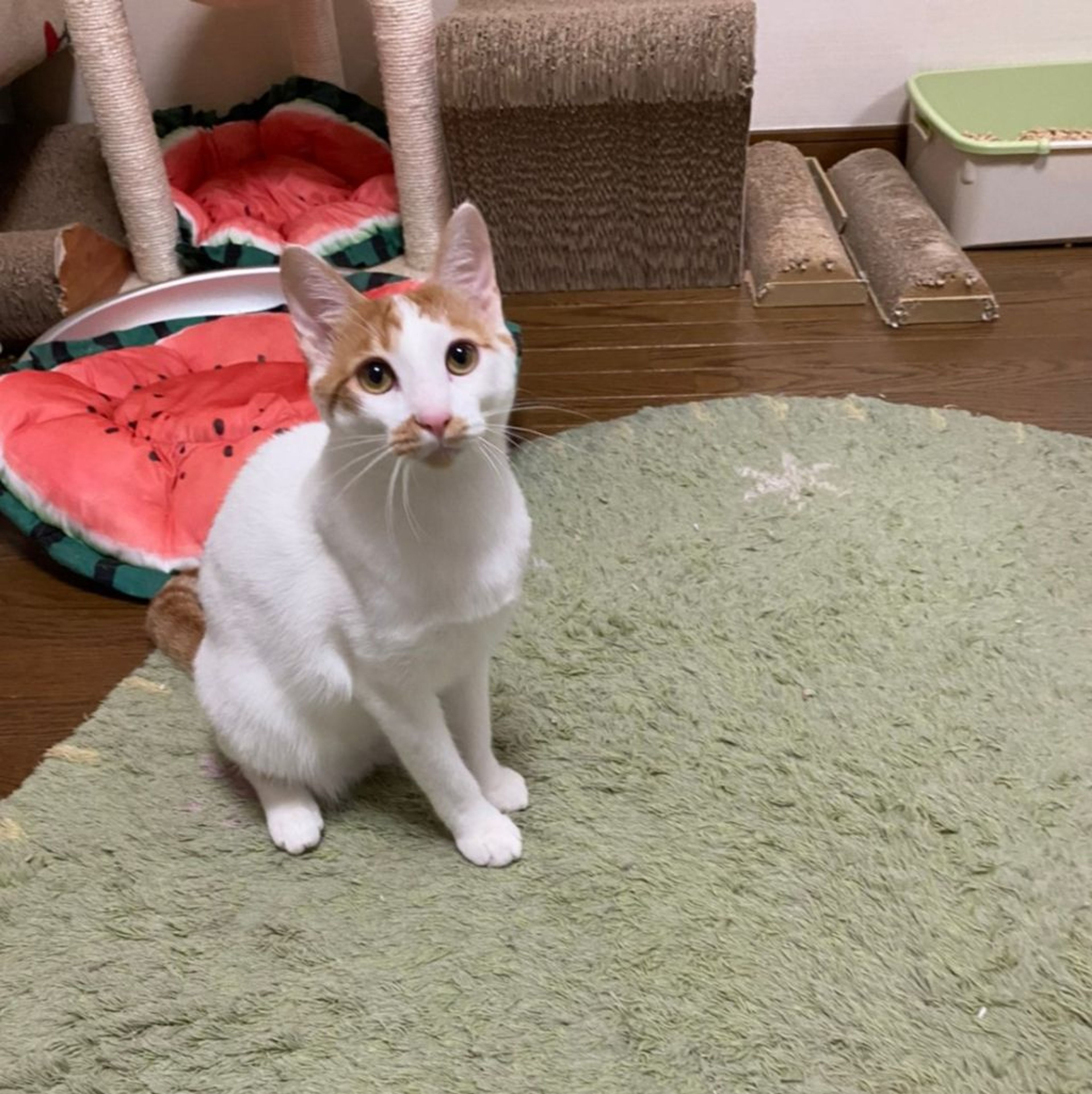pet-image-3