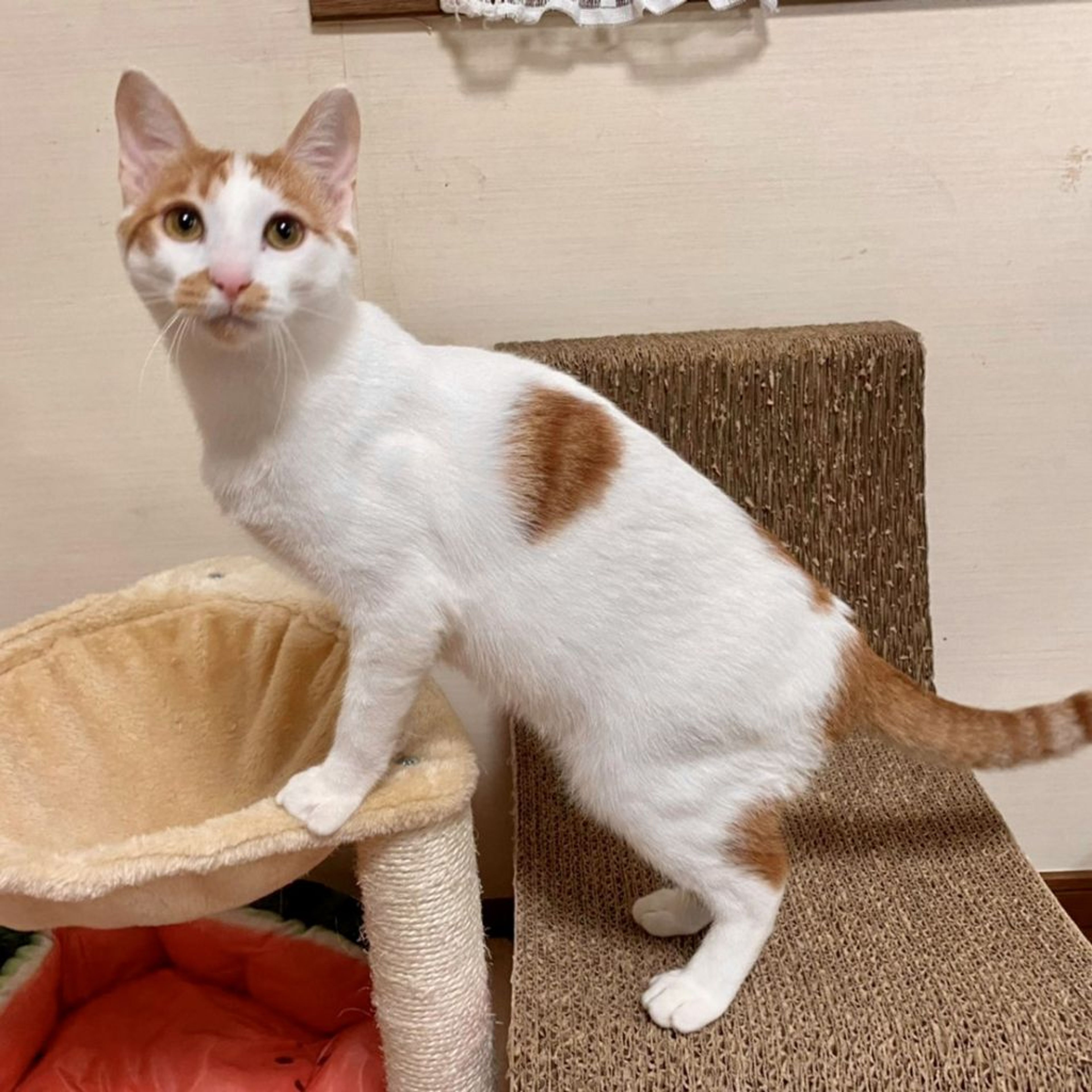 pet-image-4
