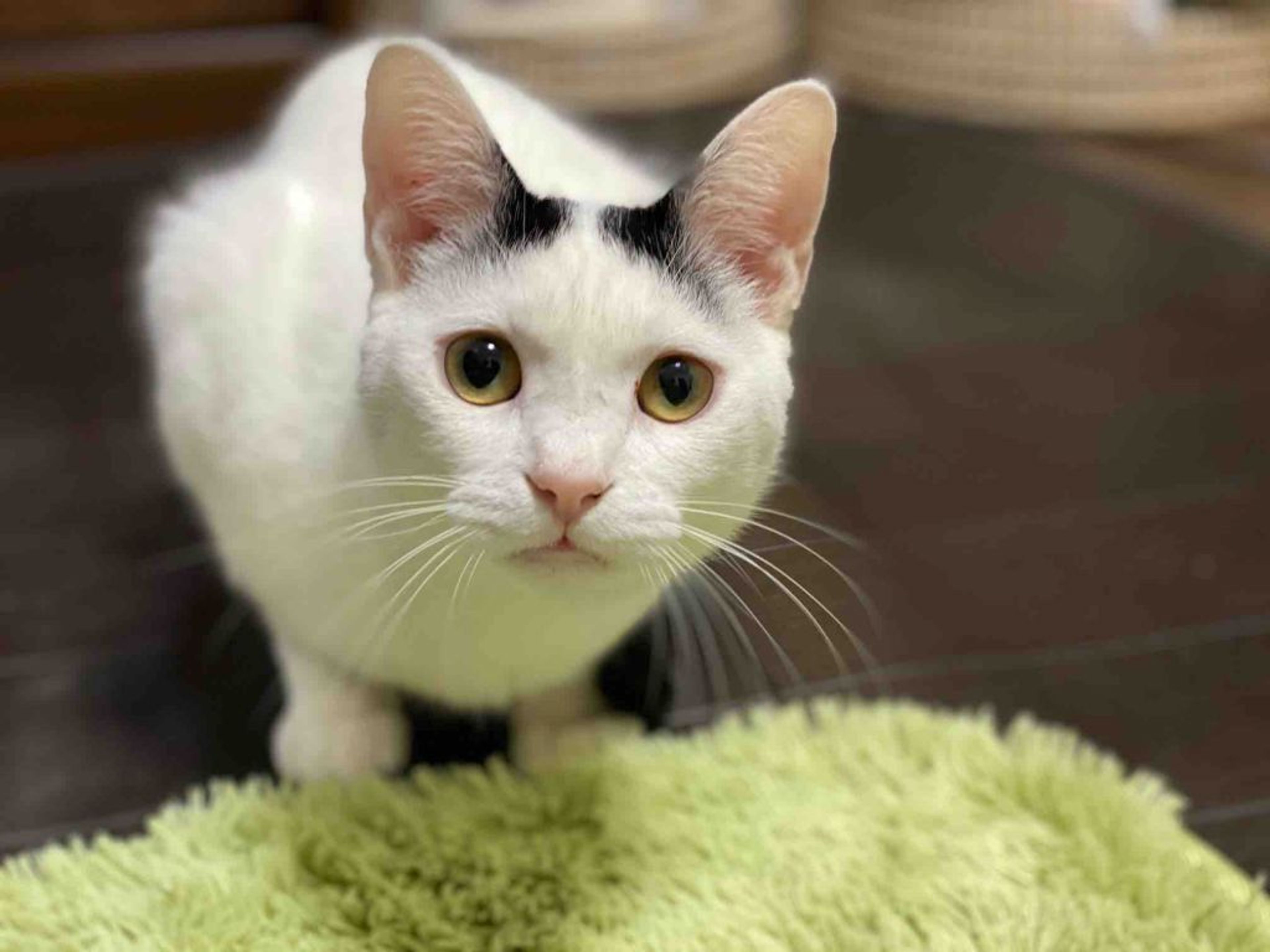 pet-image-3