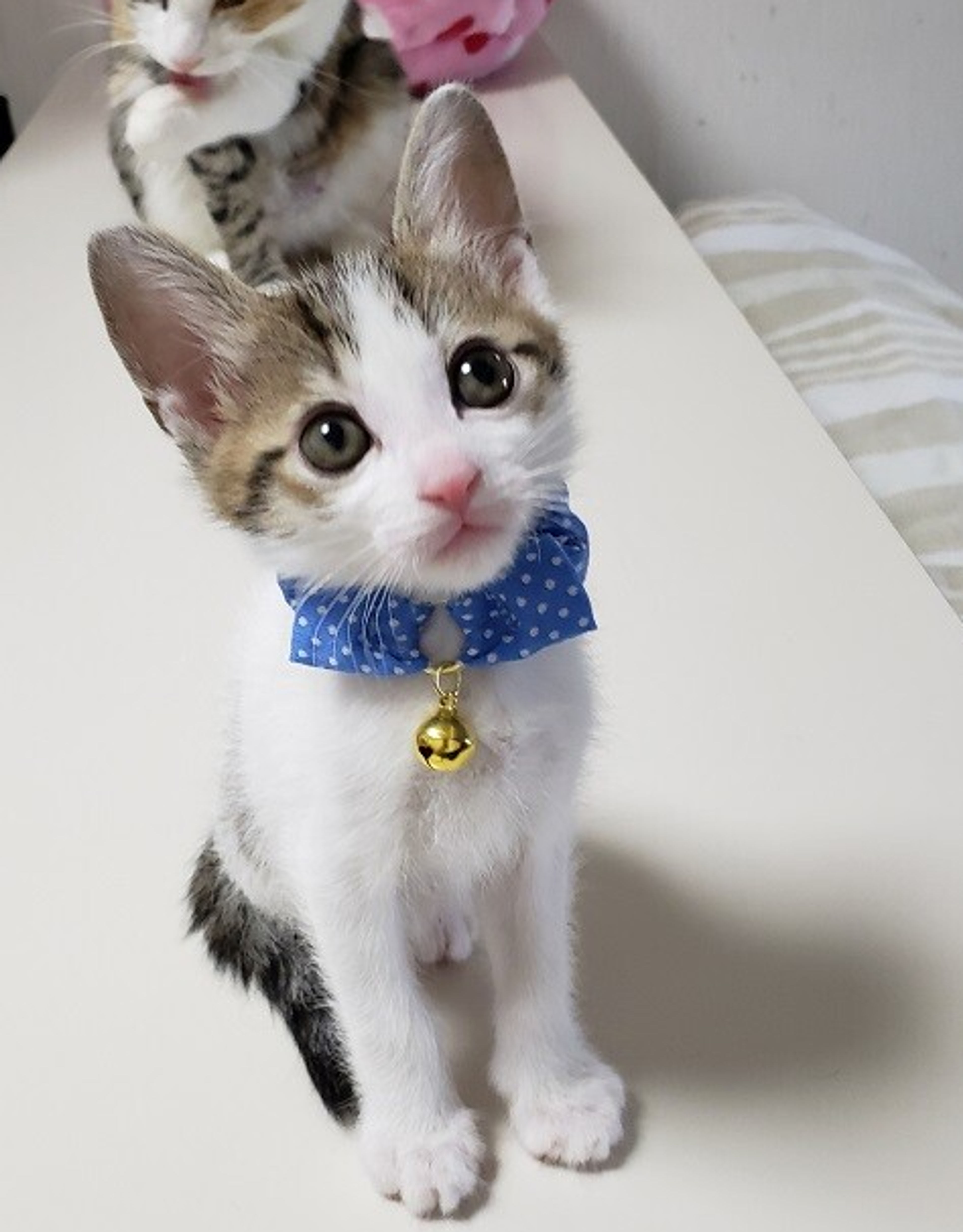 pet-image-4