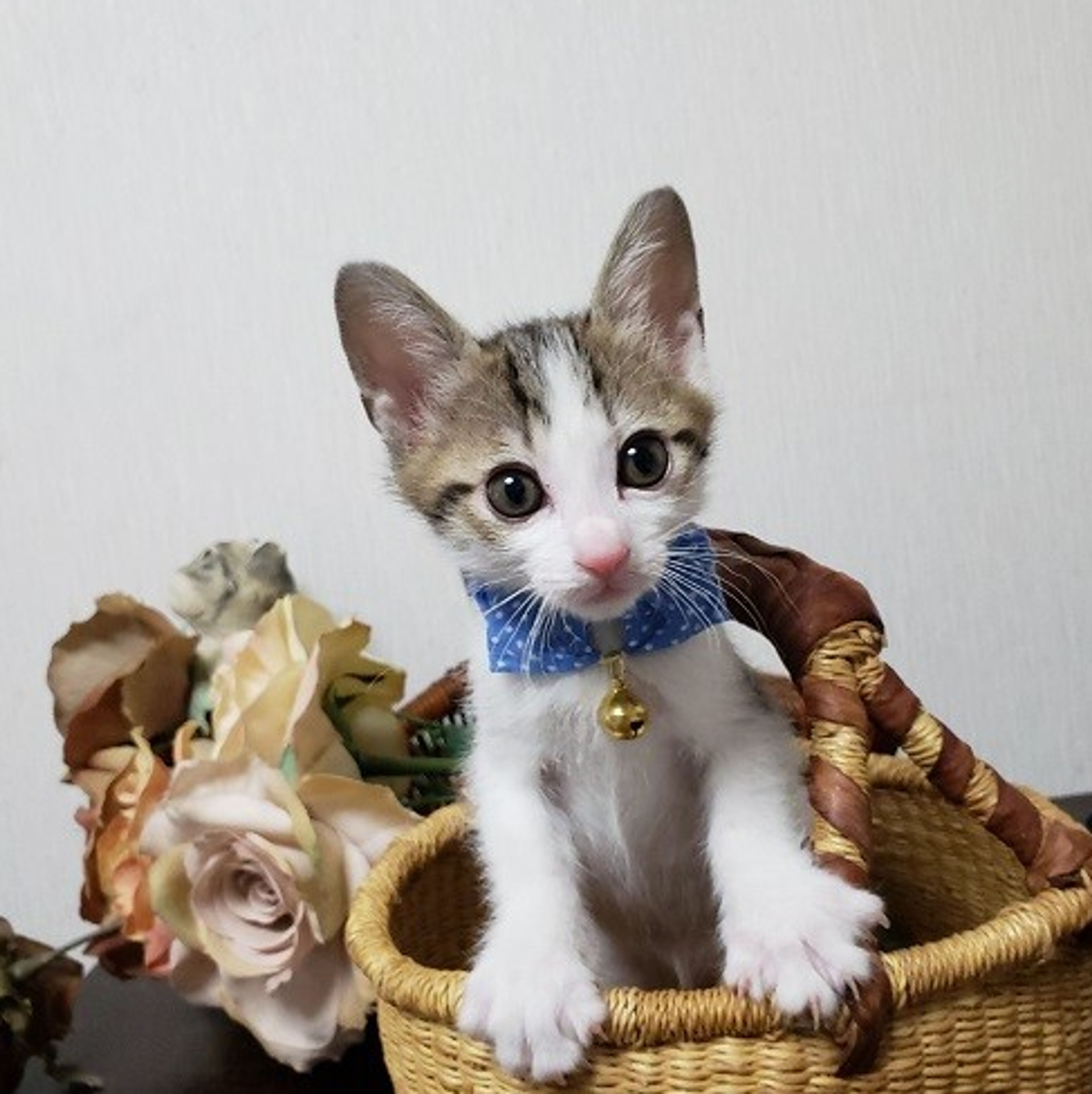 pet-image-5