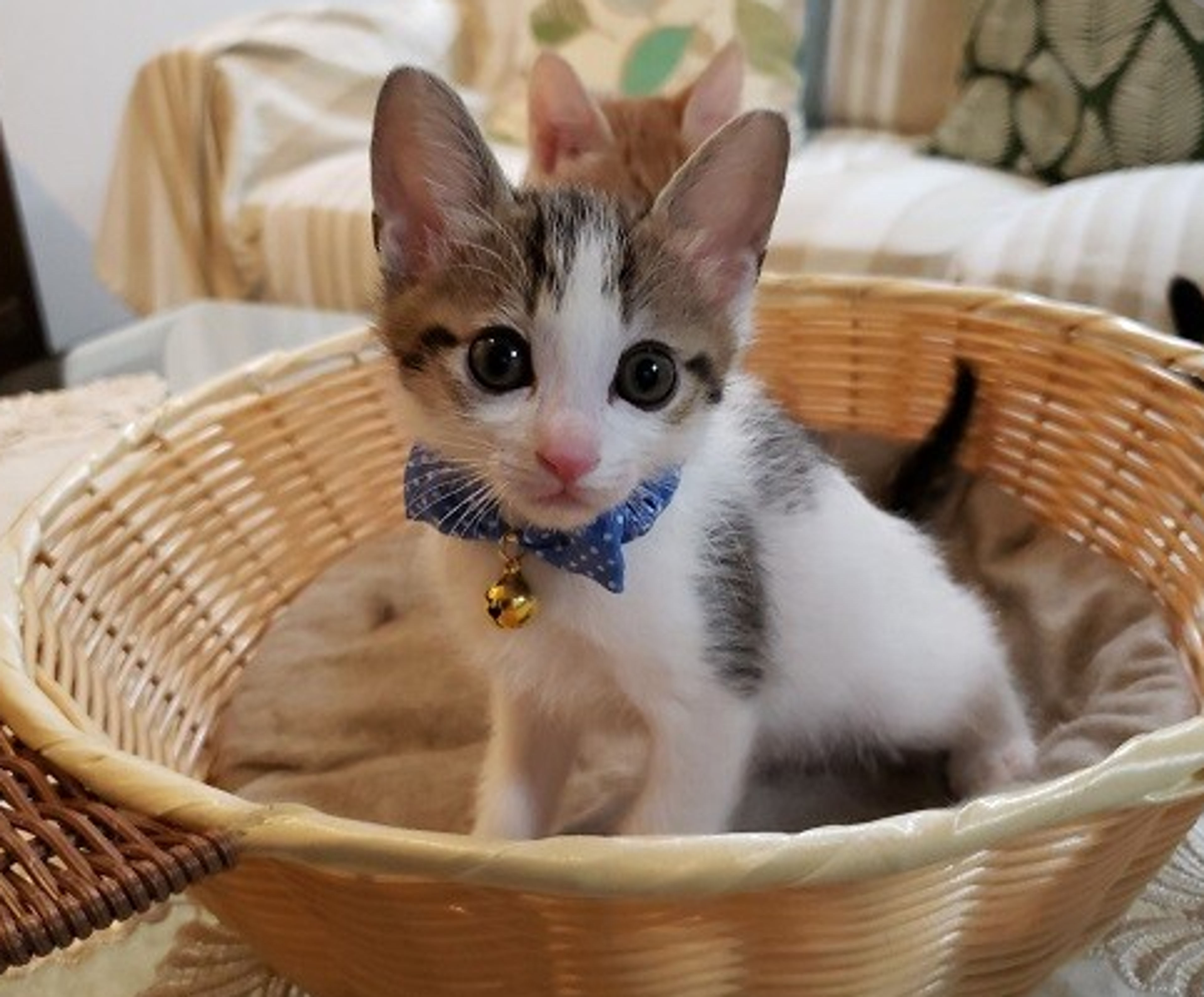 pet-image-7
