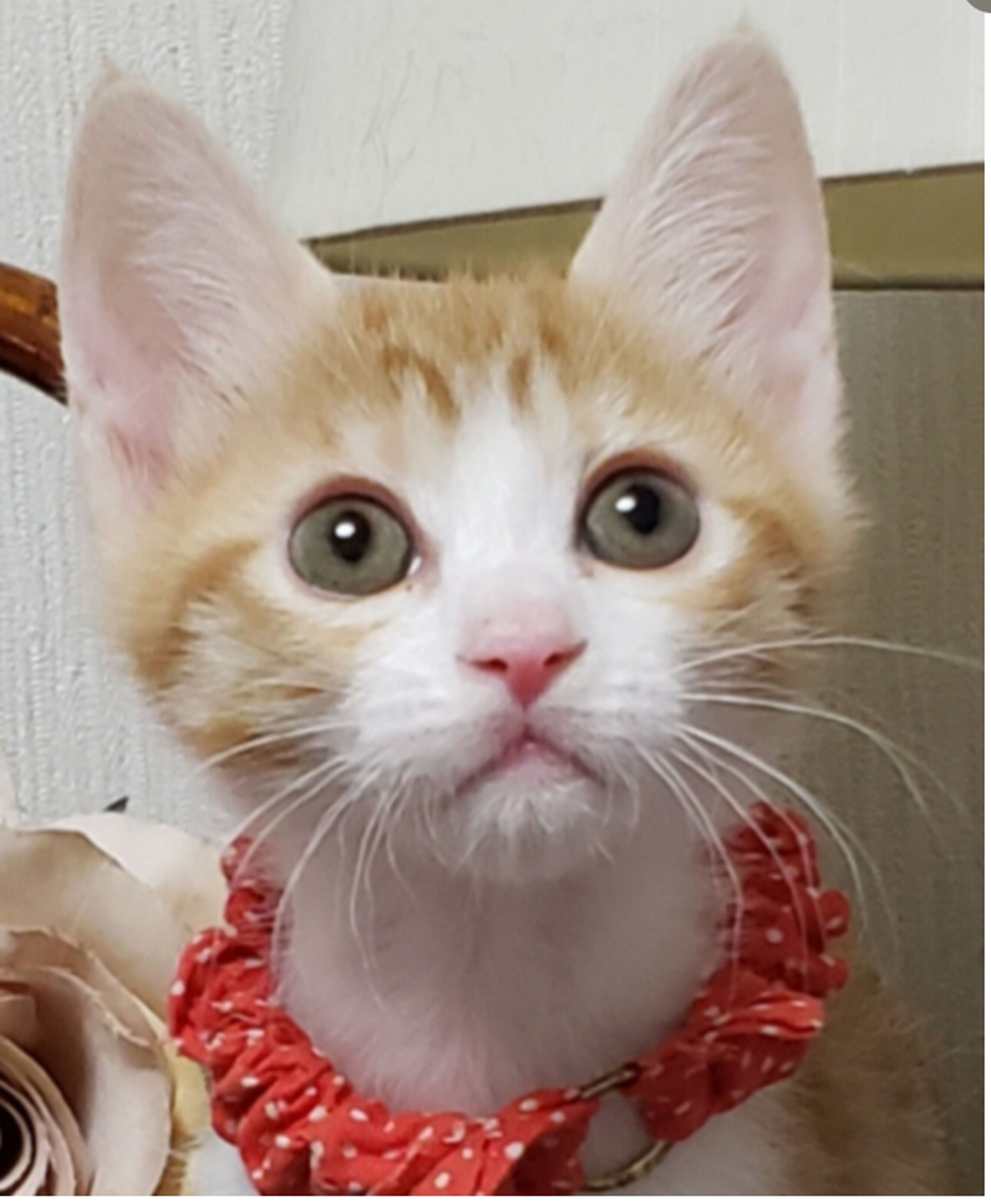 雑種（ミックス猫）・メスの里親募集の写真