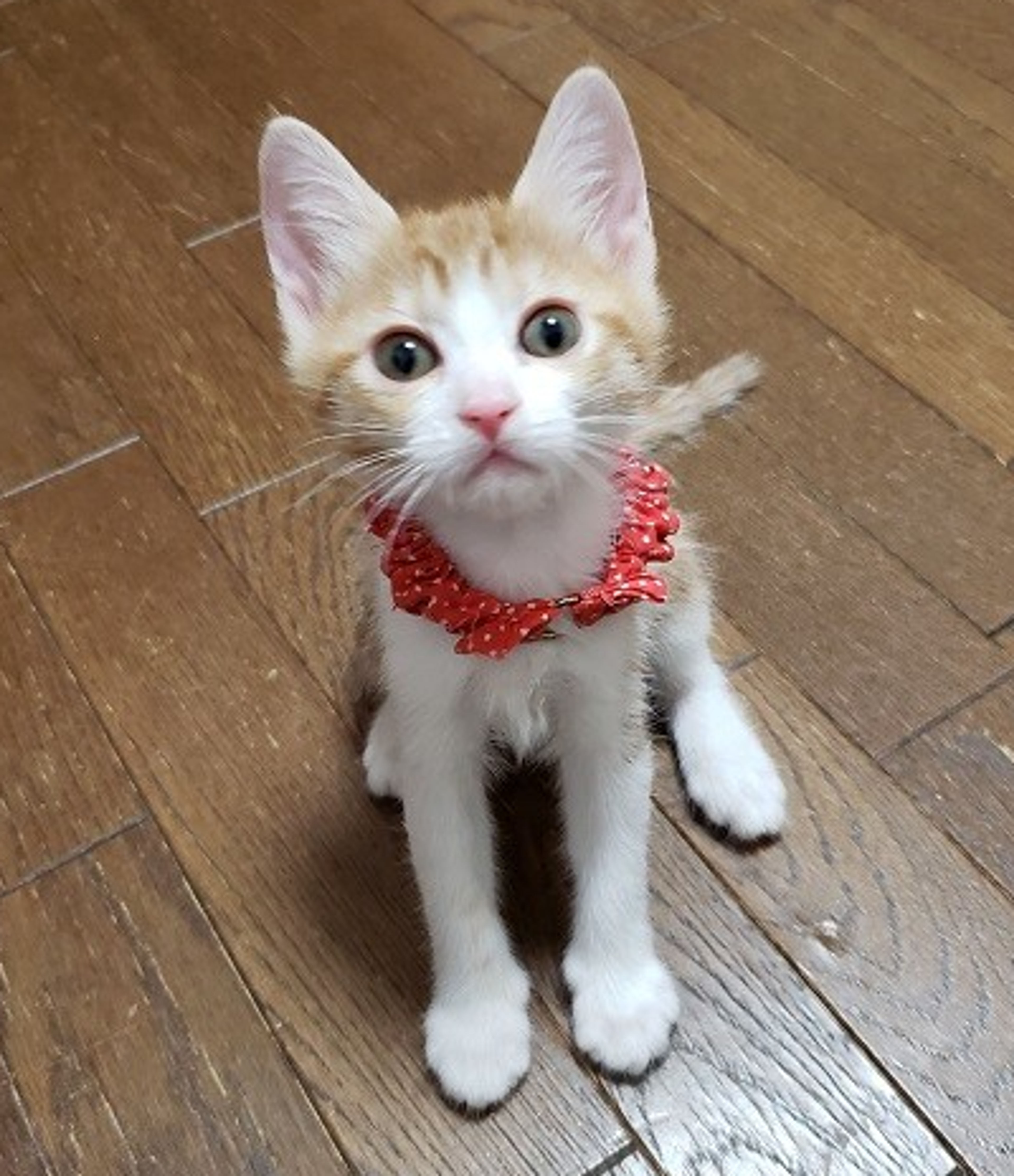pet-image-3