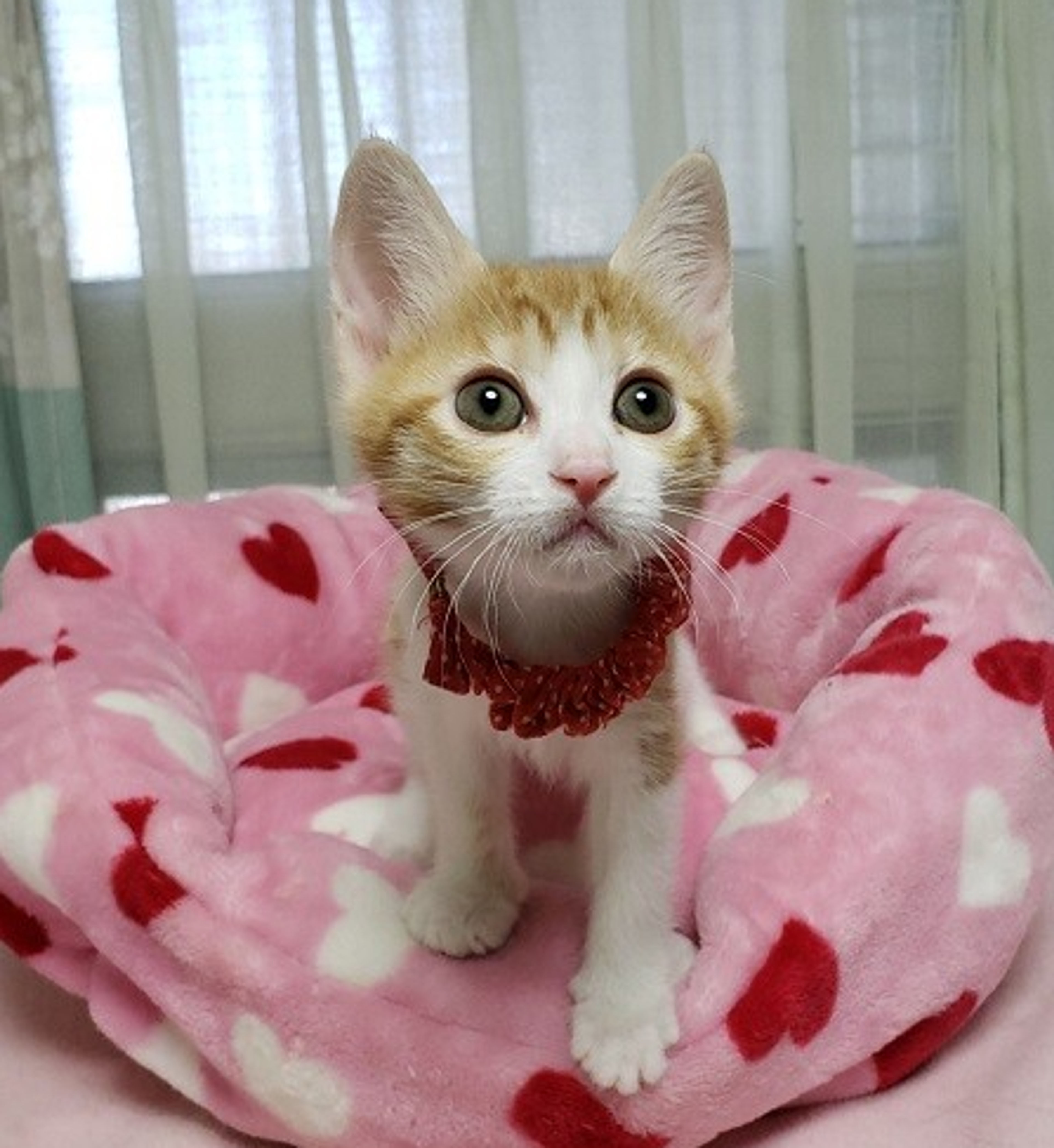 pet-image-4