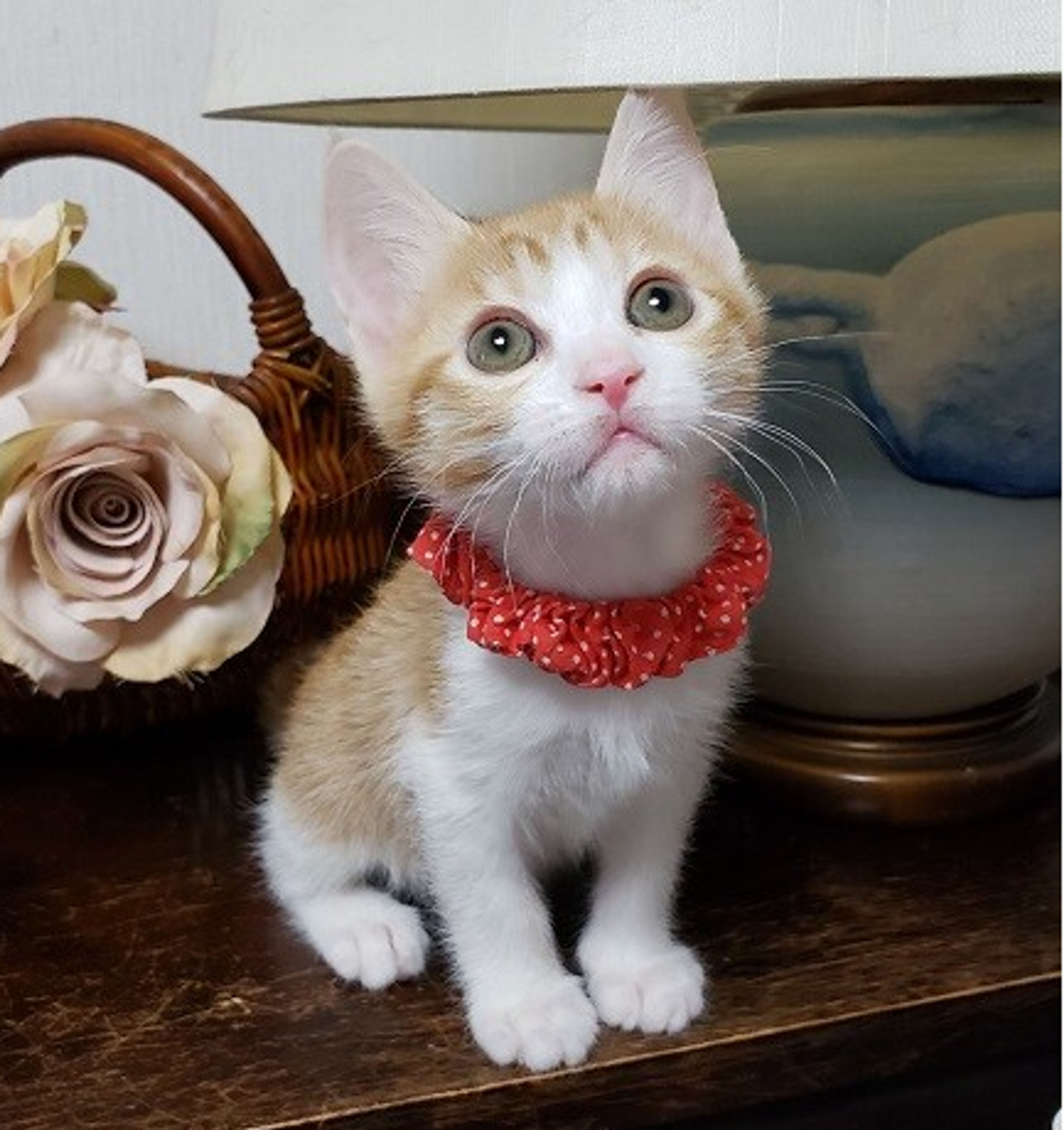 pet-image-5
