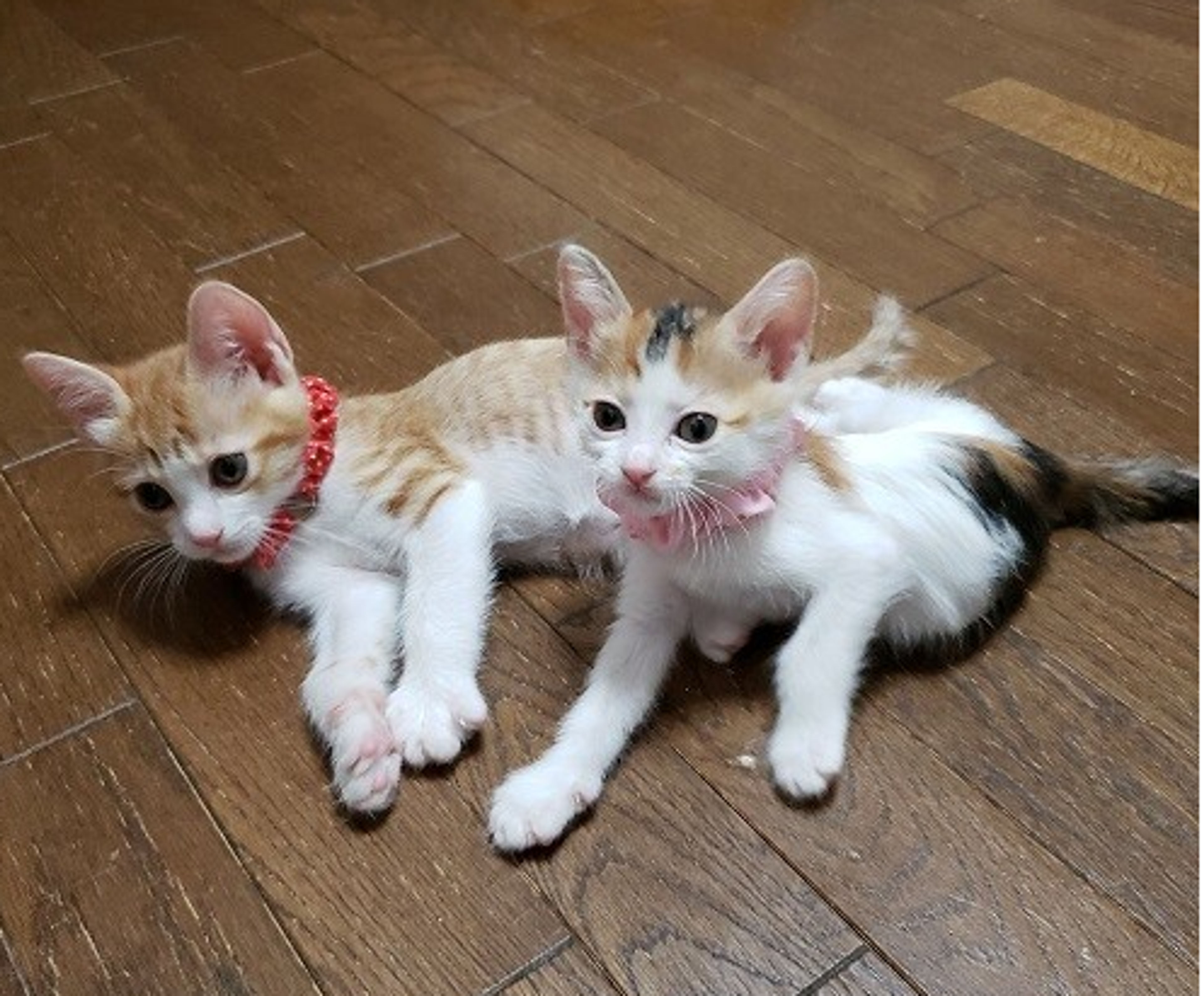 pet-image-6