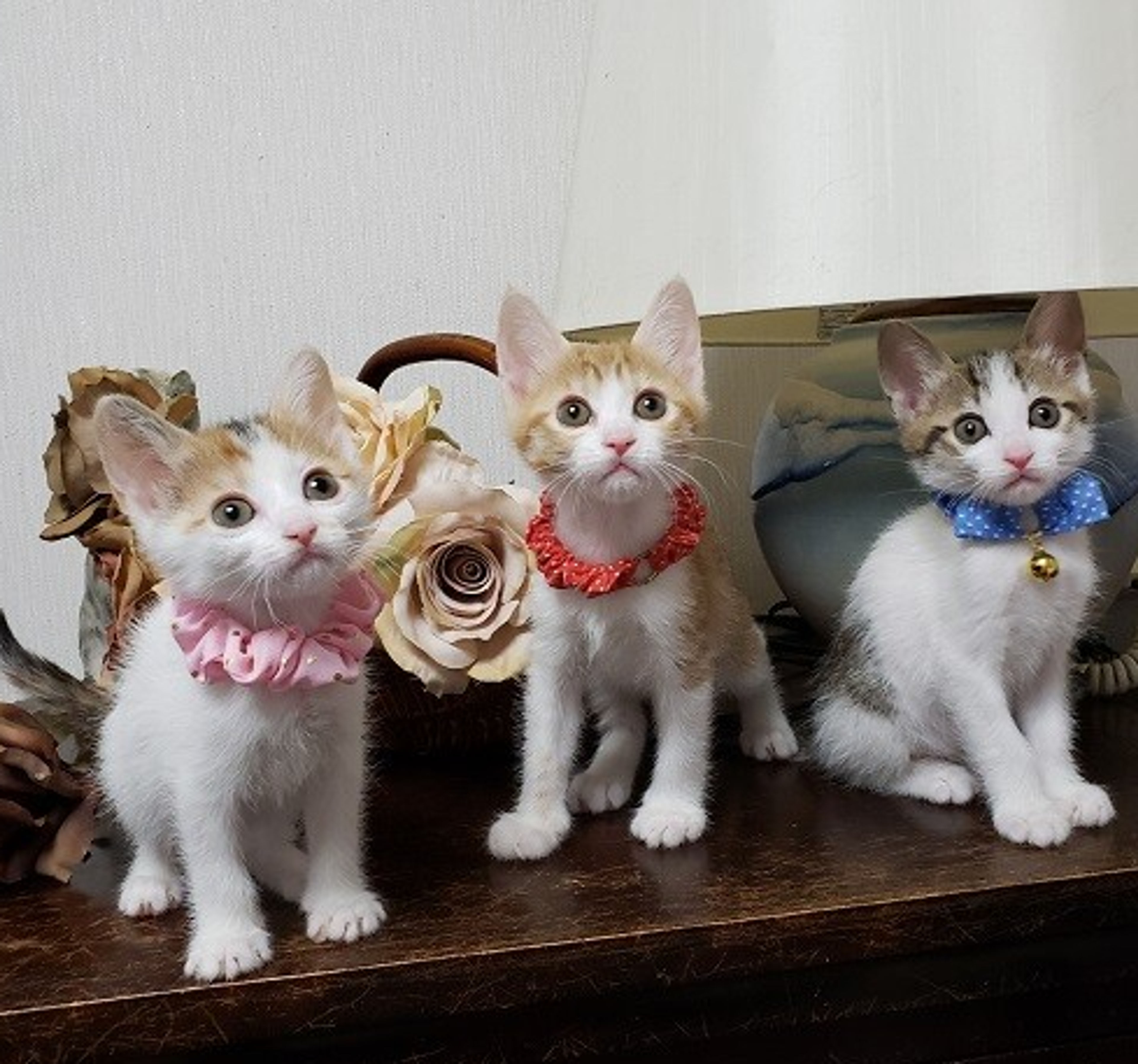 pet-image-7