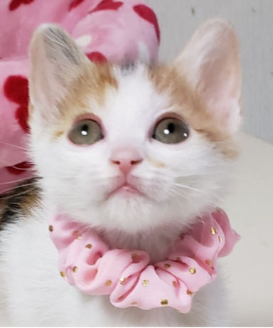 ミミちゃんの写真