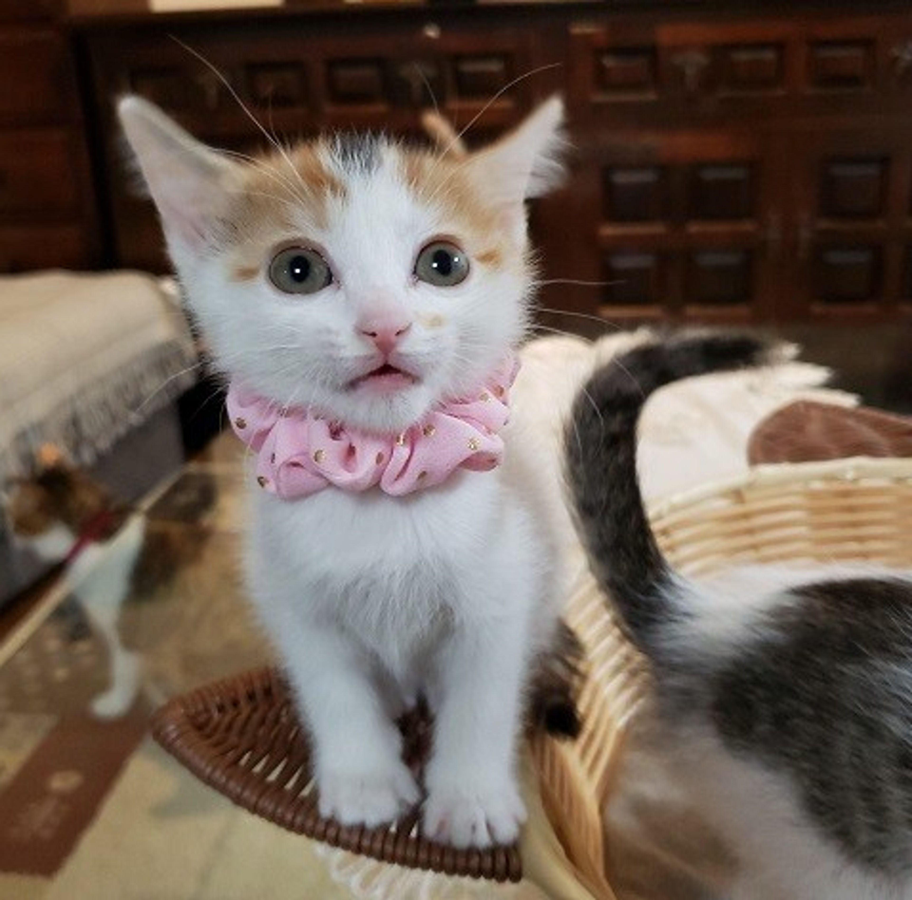 pet-image-3