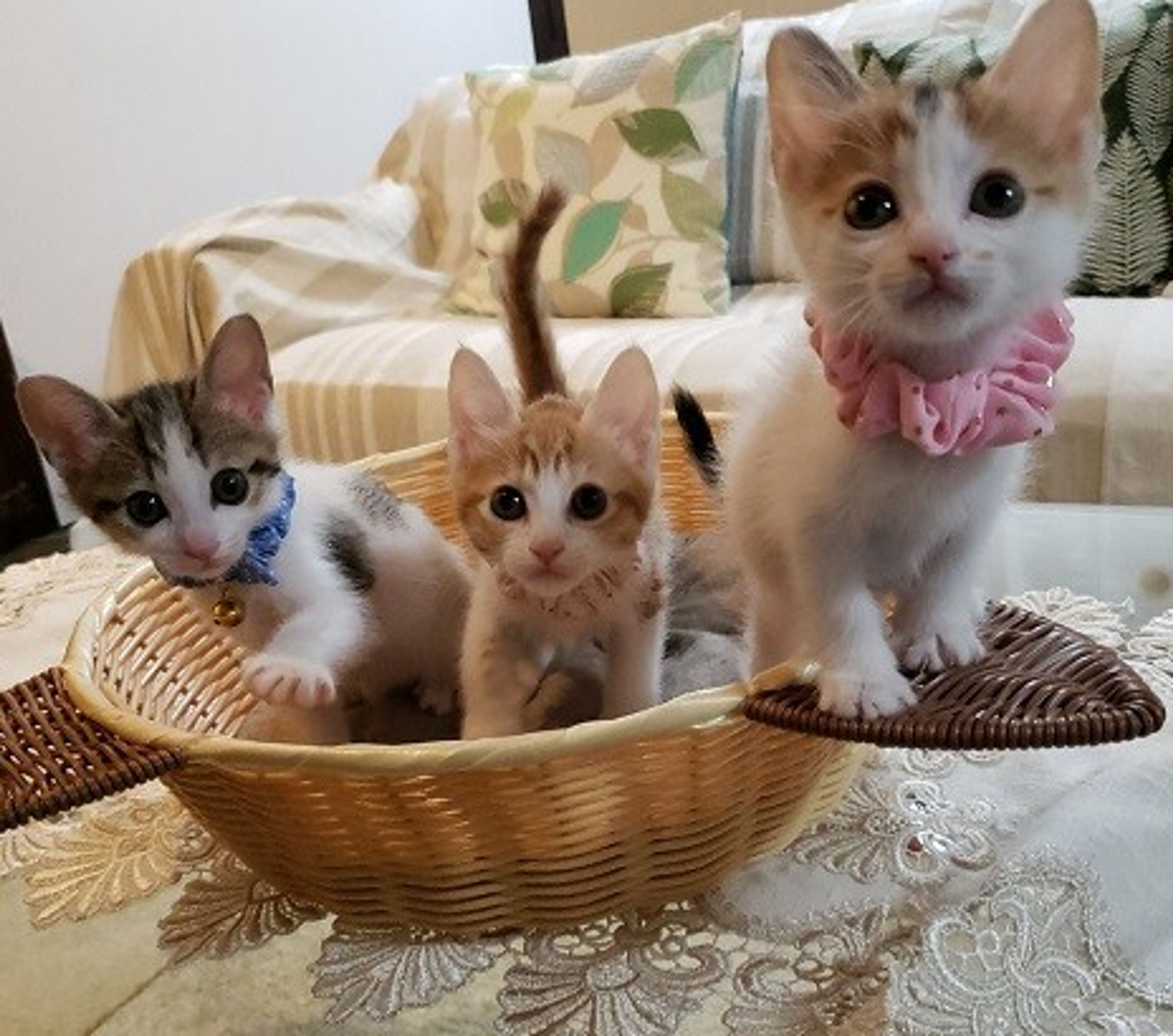 pet-image-4