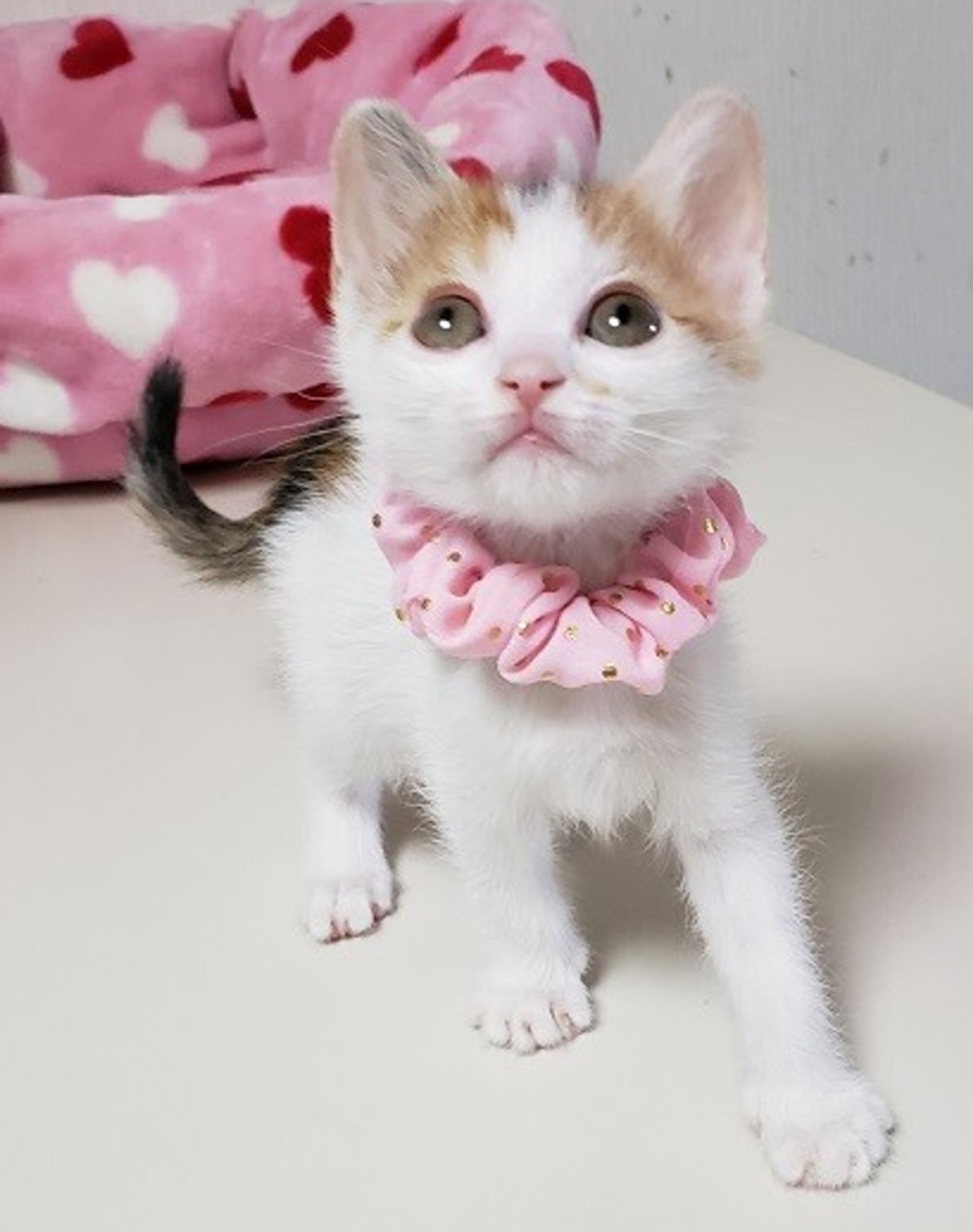 pet-image-5