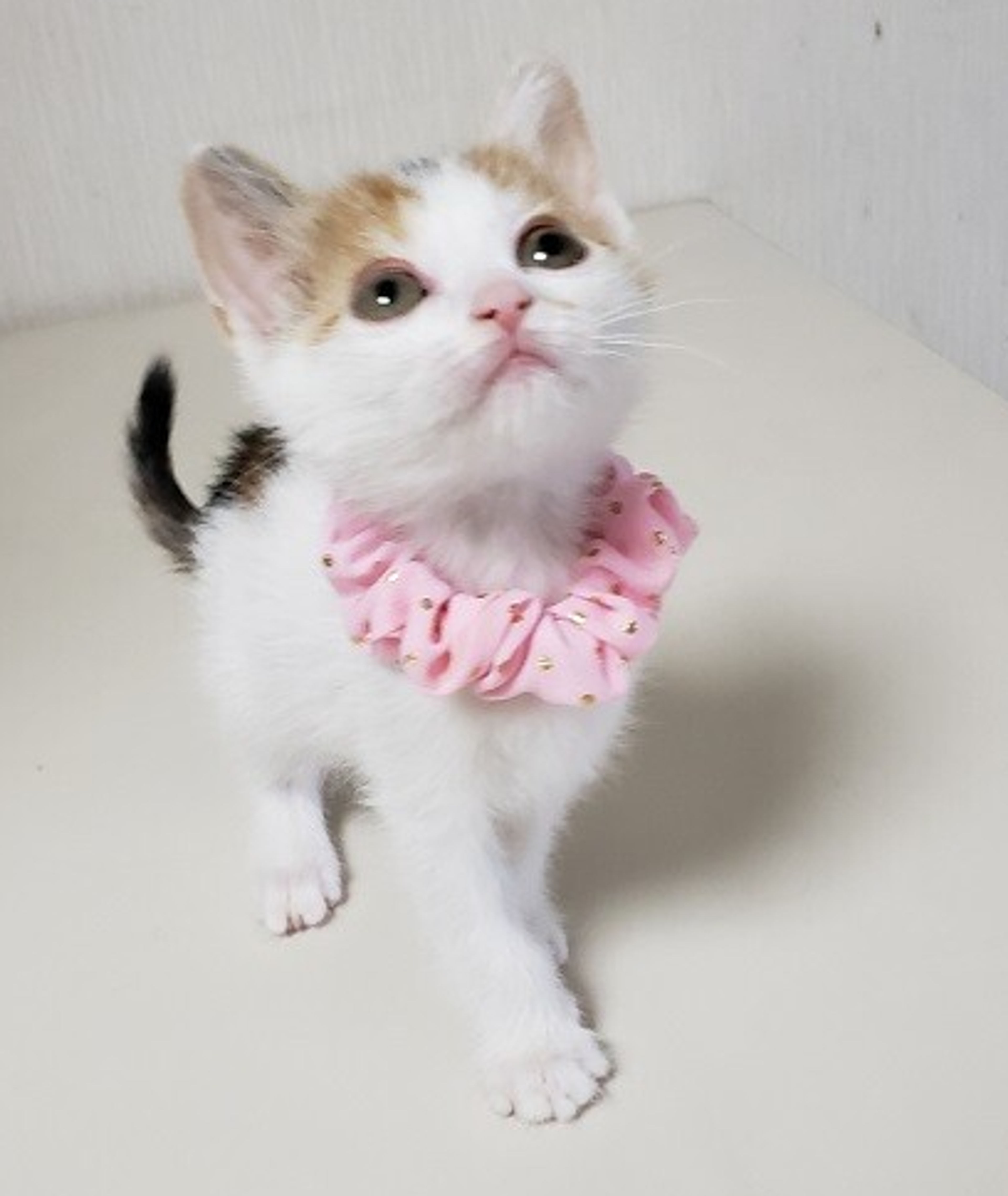 pet-image-6