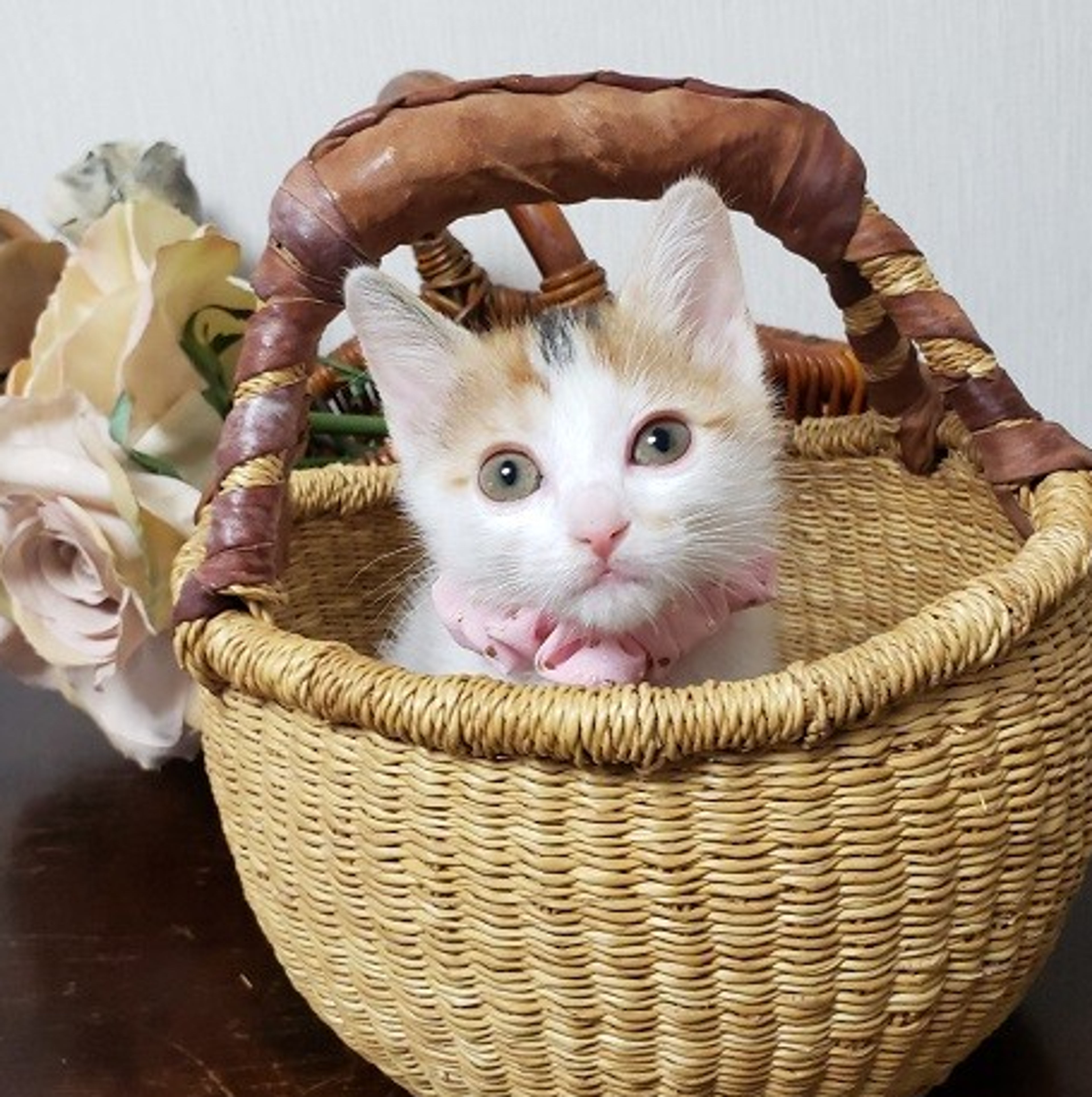 pet-image-7