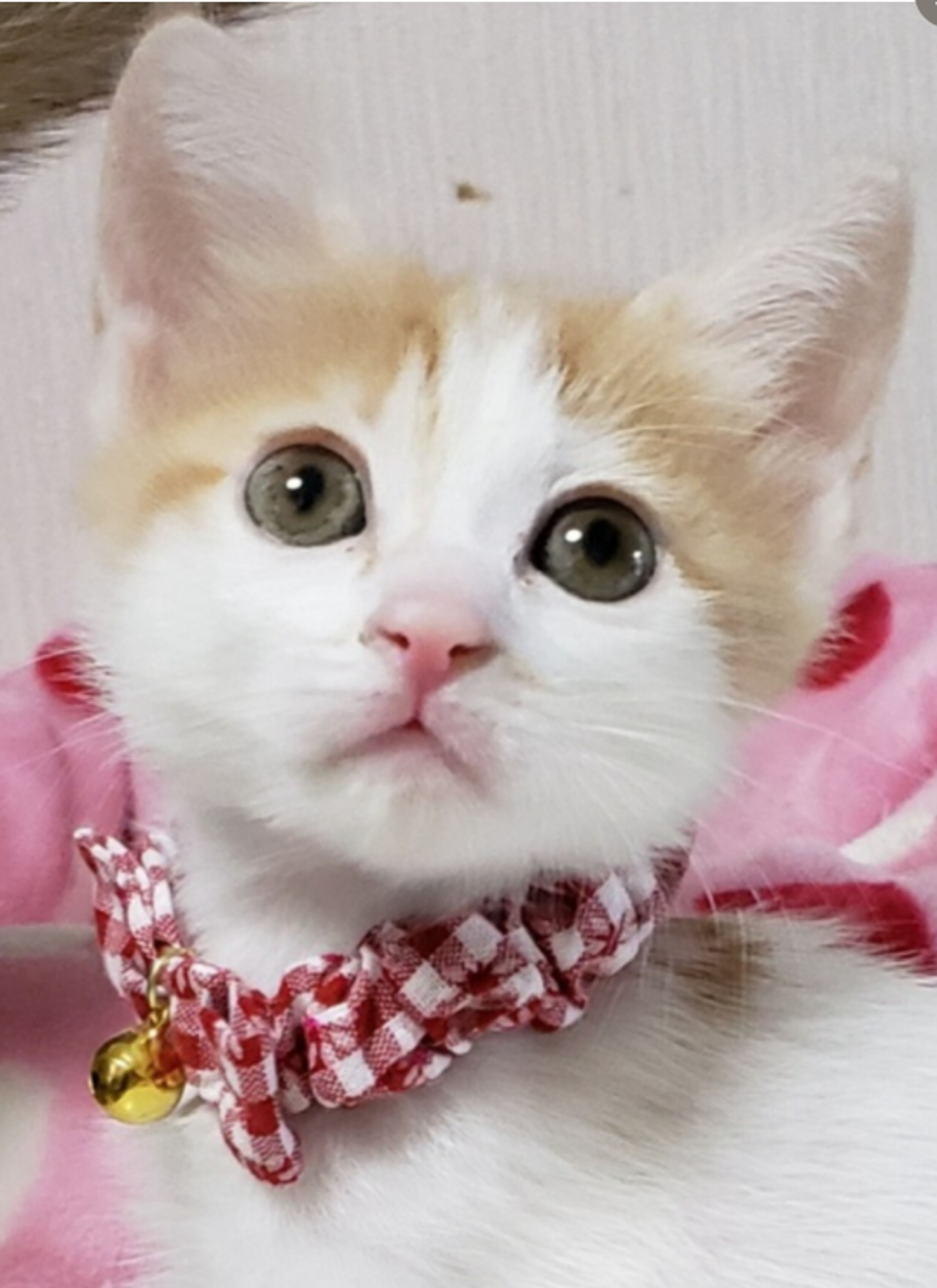 雑種（ミックス猫）・メスの里親募集の写真
