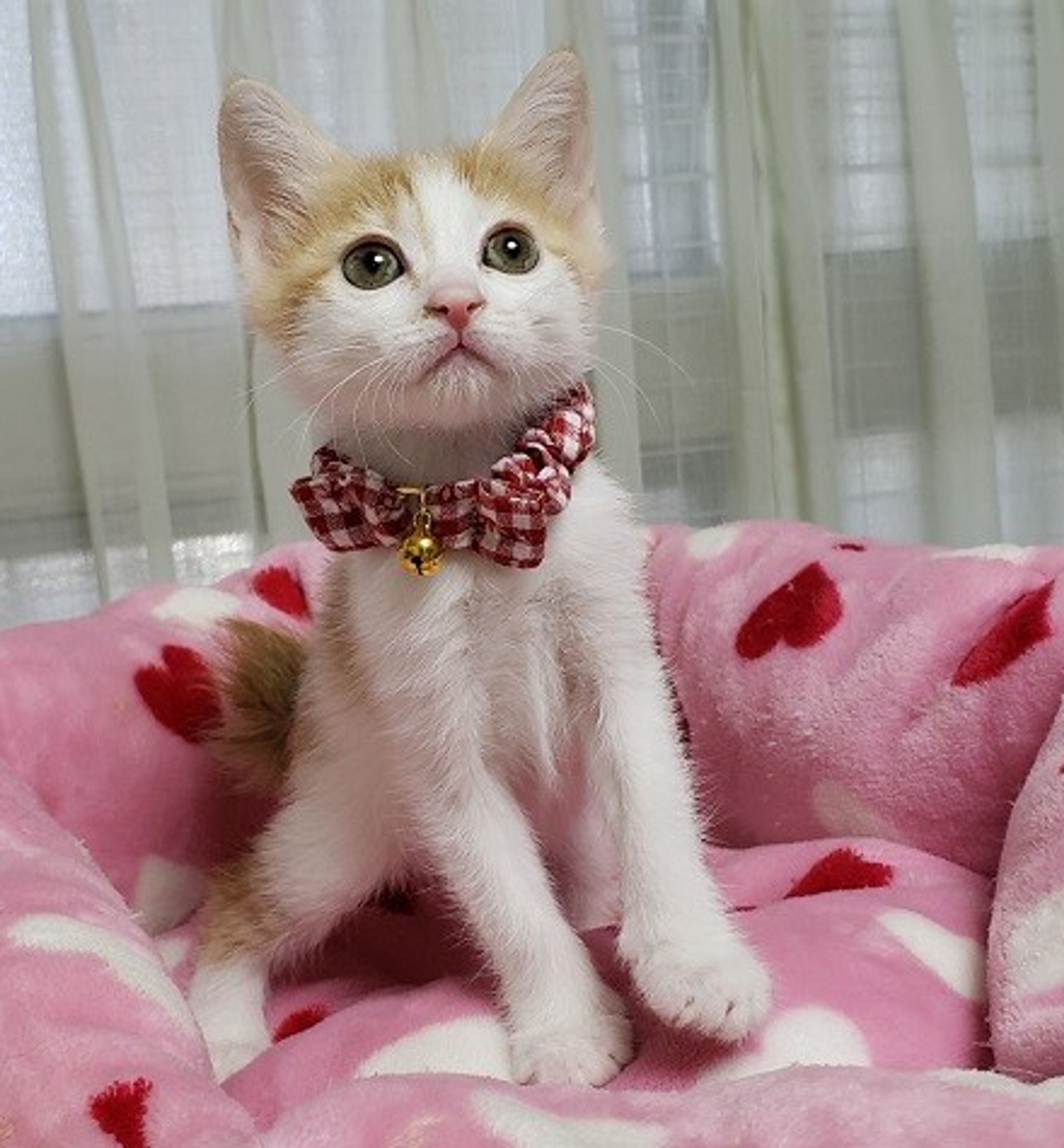 pet-image-2