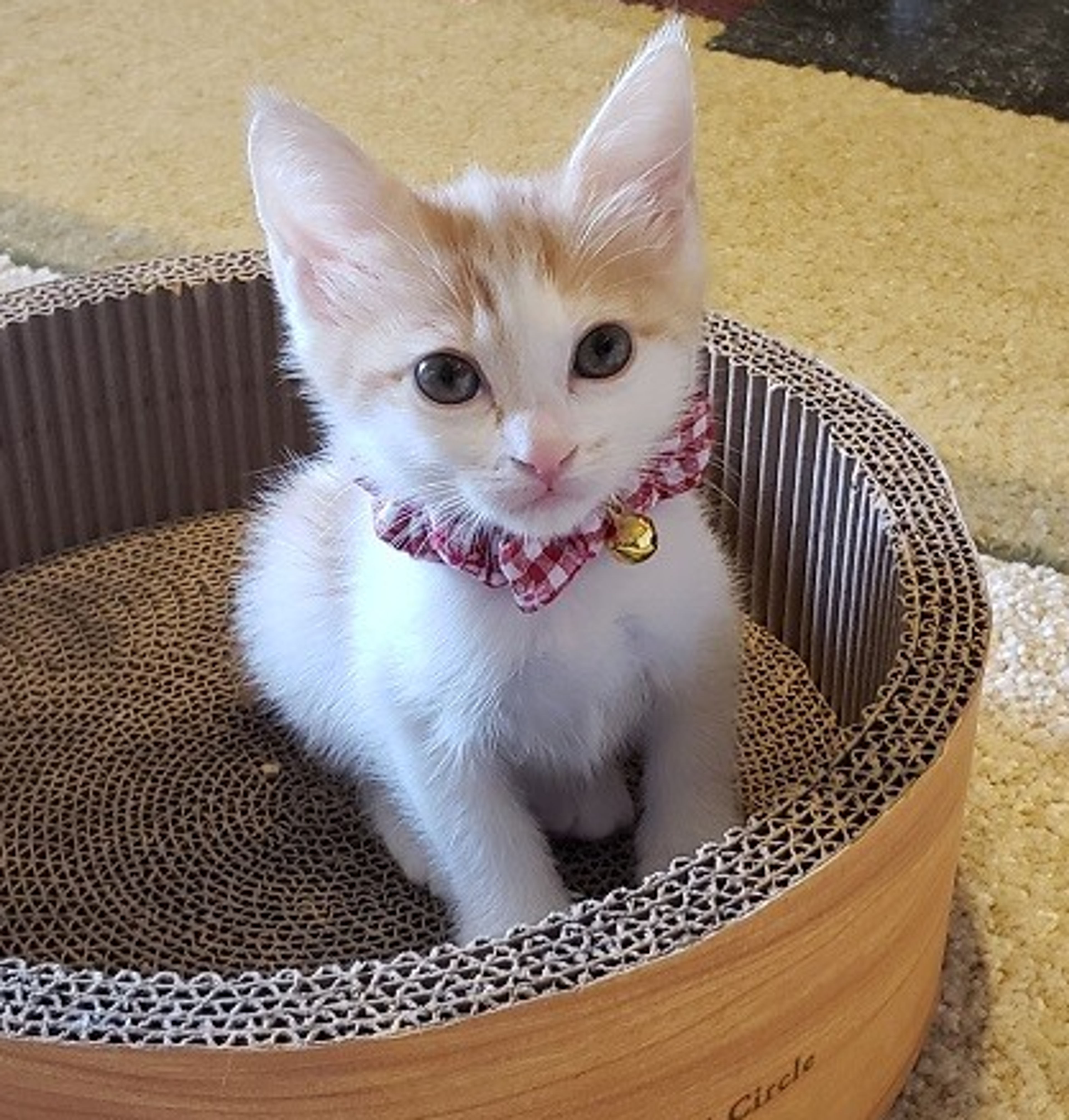 pet-image-3