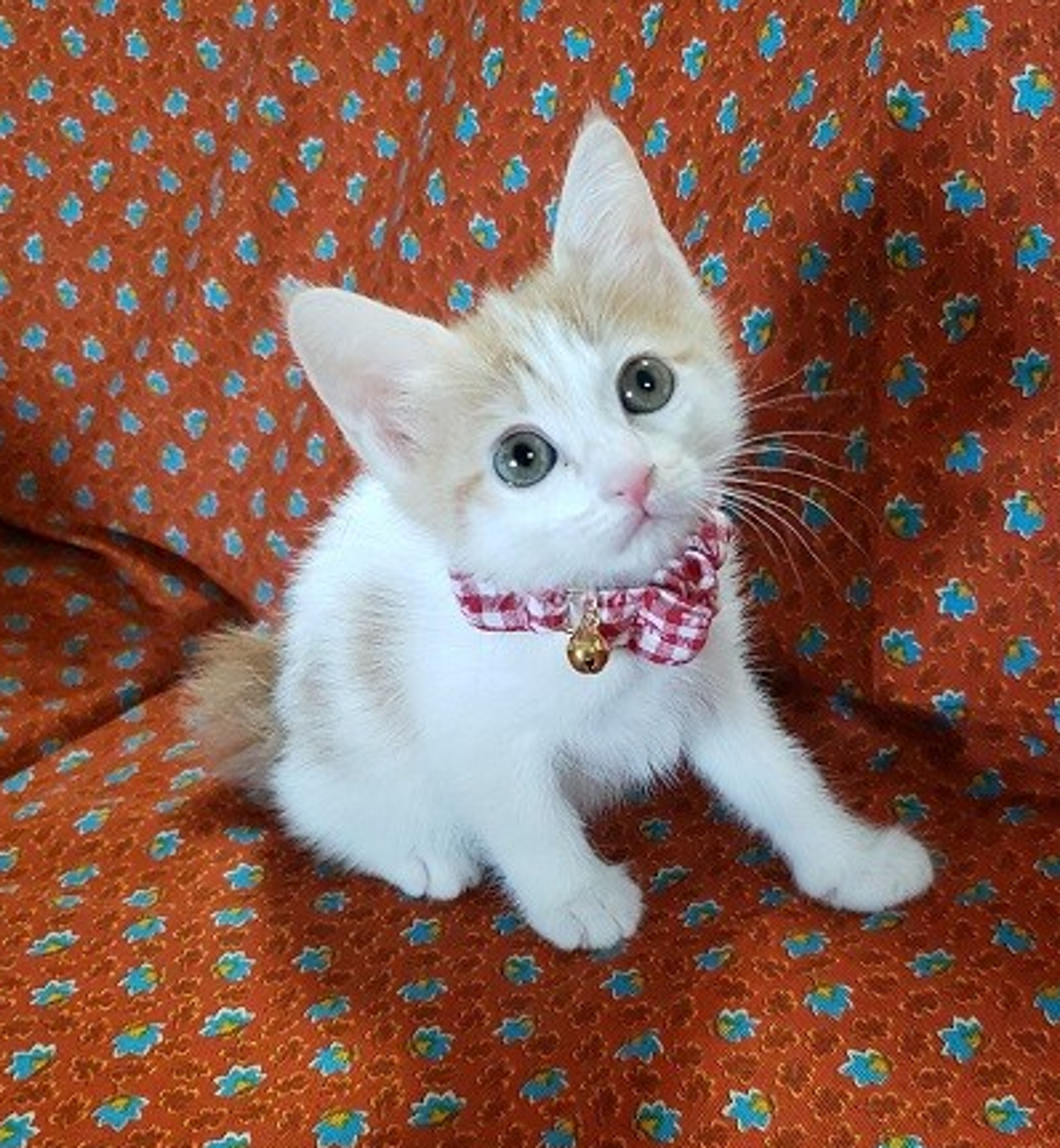 pet-image-4